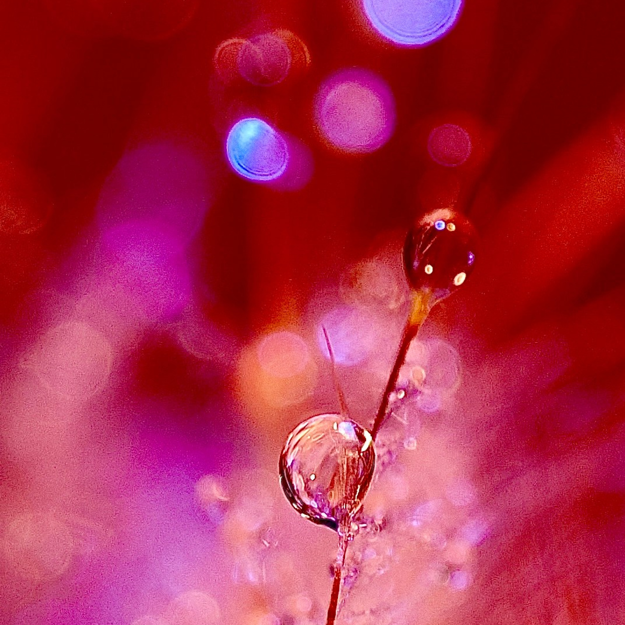 Bev bingham macro photographic artist