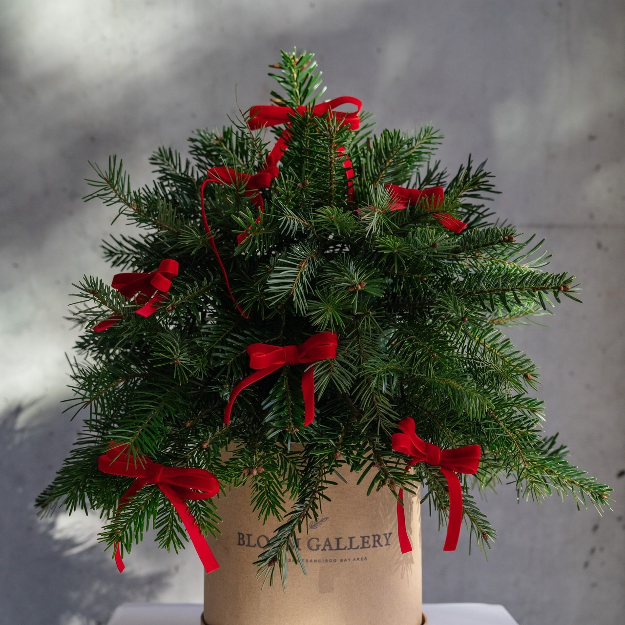 Feedback. Barbarica. Photography