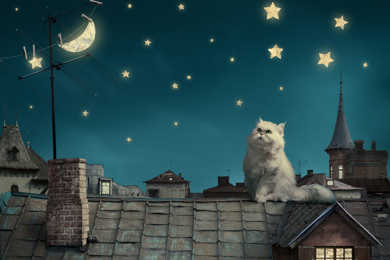 12 — котики