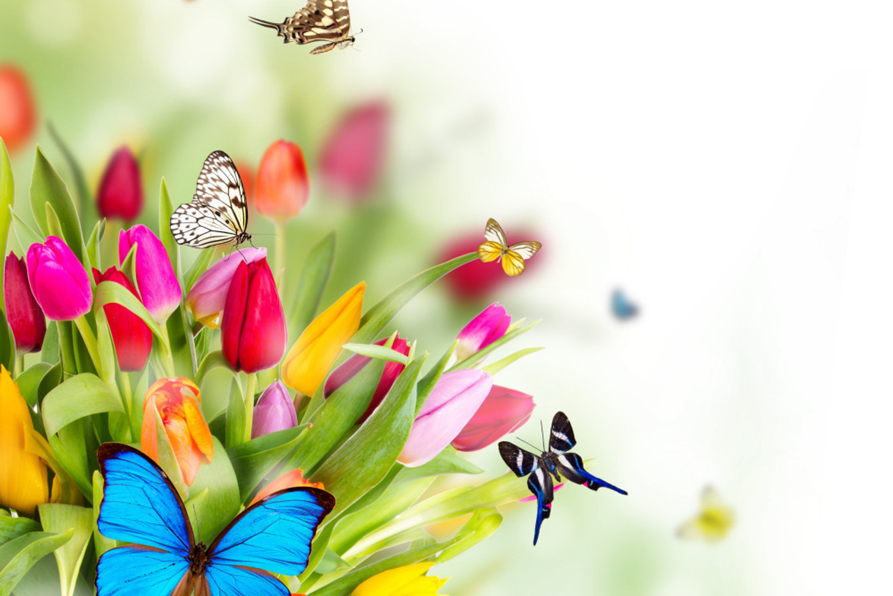 18 — бабочки