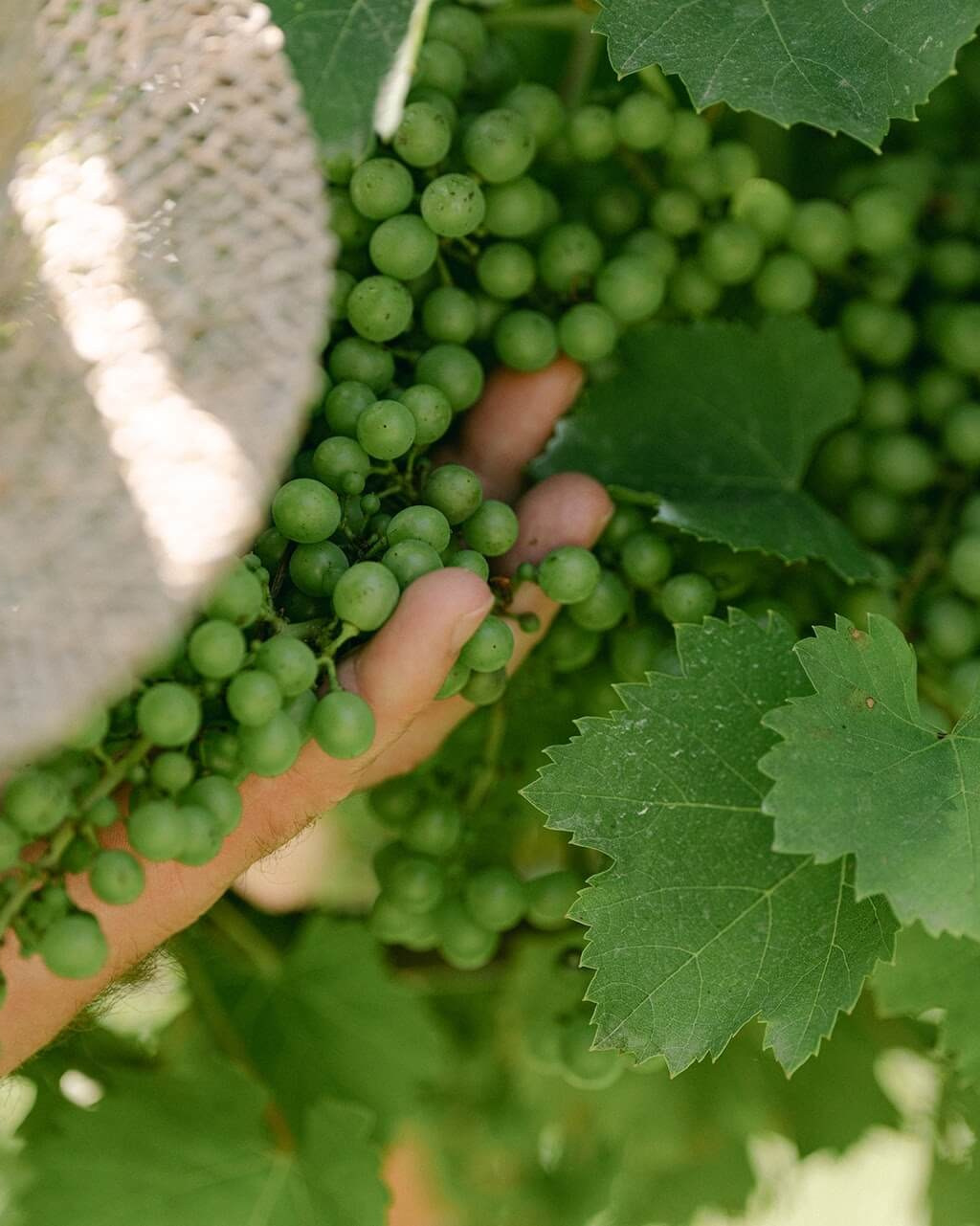 Лето в Ланге: зеленый виноград на лозе в Пьемонте перед осенним сезоном сбора урожая