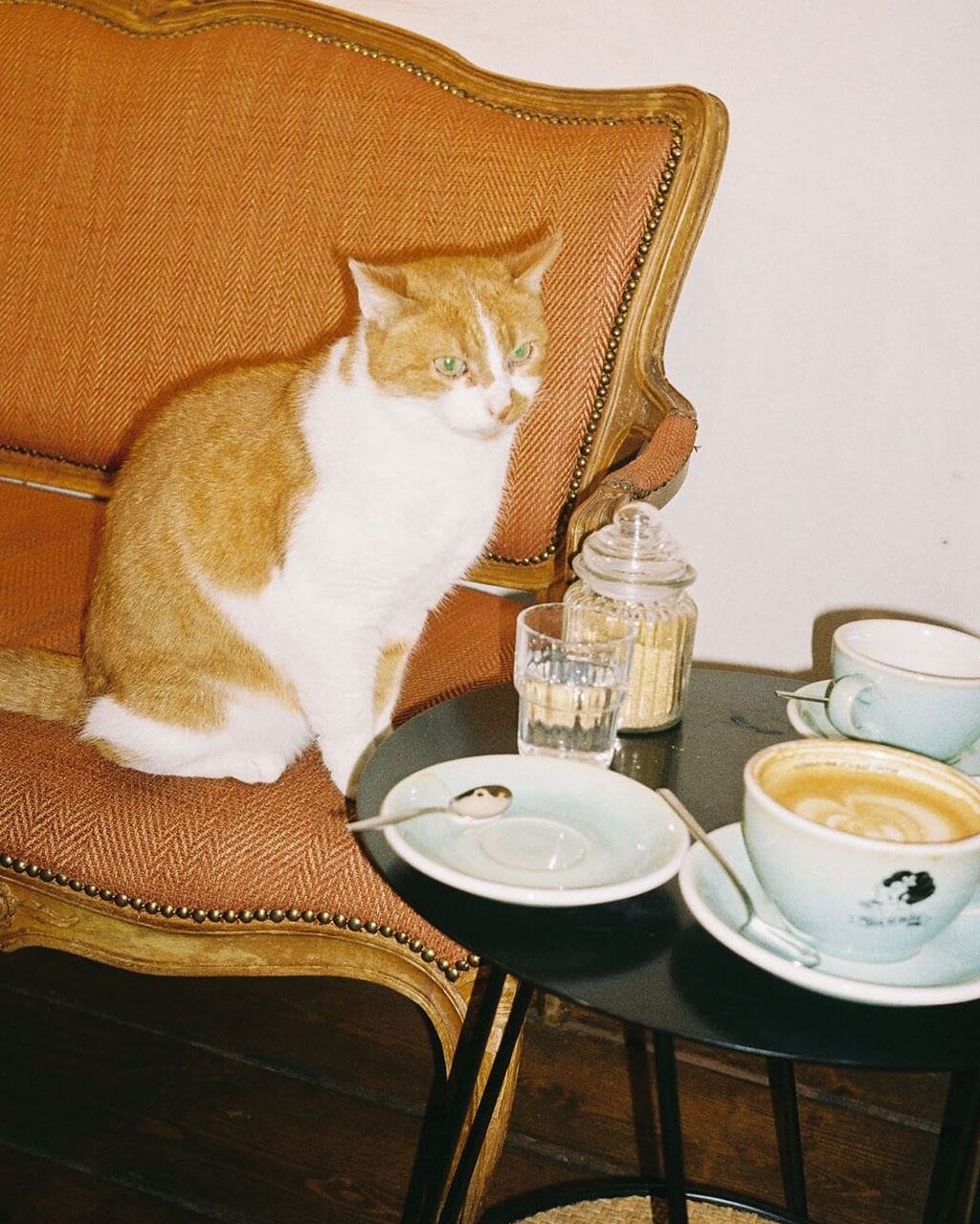 Orange and white cat beside coffee cups in a cosy interior during wedding celebrations in Marrakech