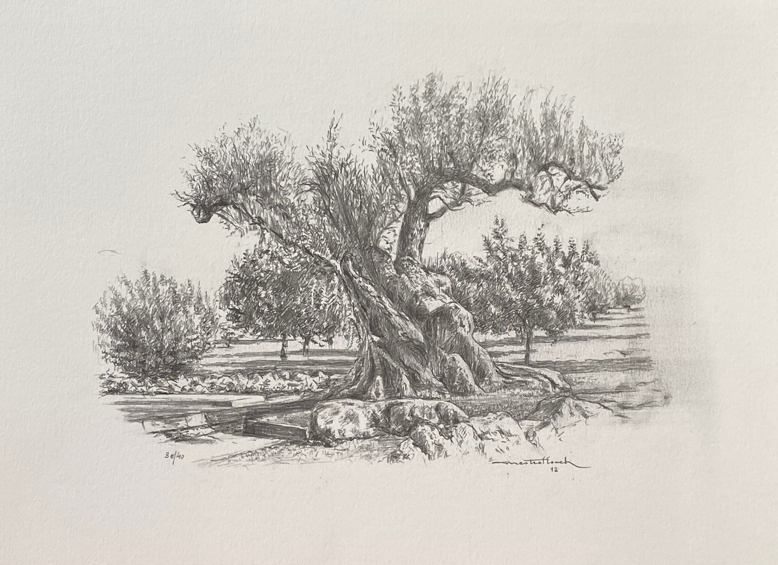 Old olive tree art work pencil print