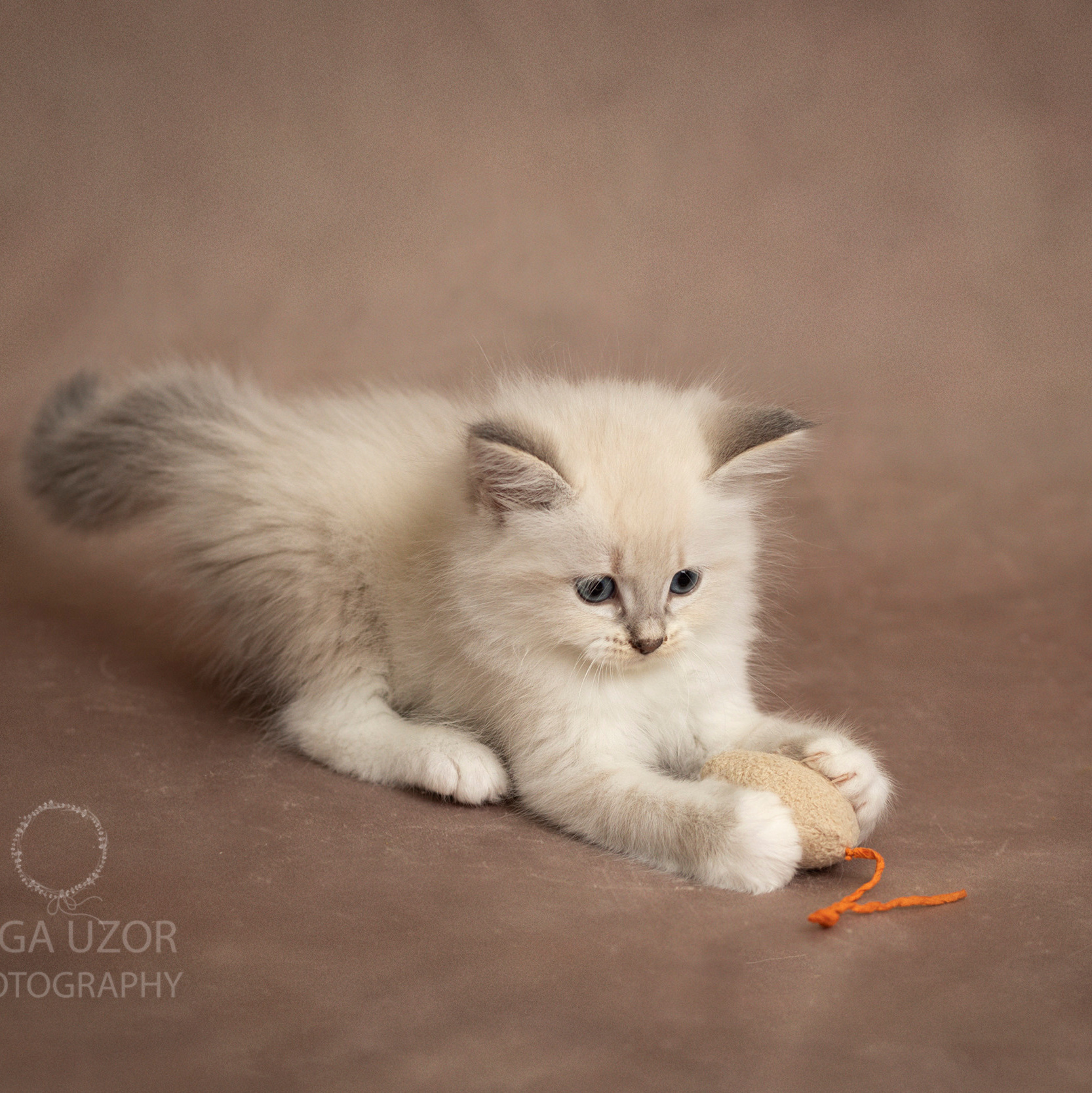 Pets photography prices. Stevenage, Hertfordshire family and newborn photographer