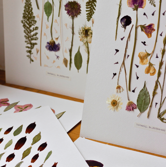 Intervju: PELCER Herbarij studio — razgovor o biljkama koje ostaju. Herbarij studio