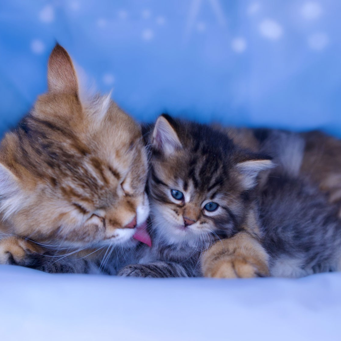 A mother cat grooming her kitten on blue backdrop.