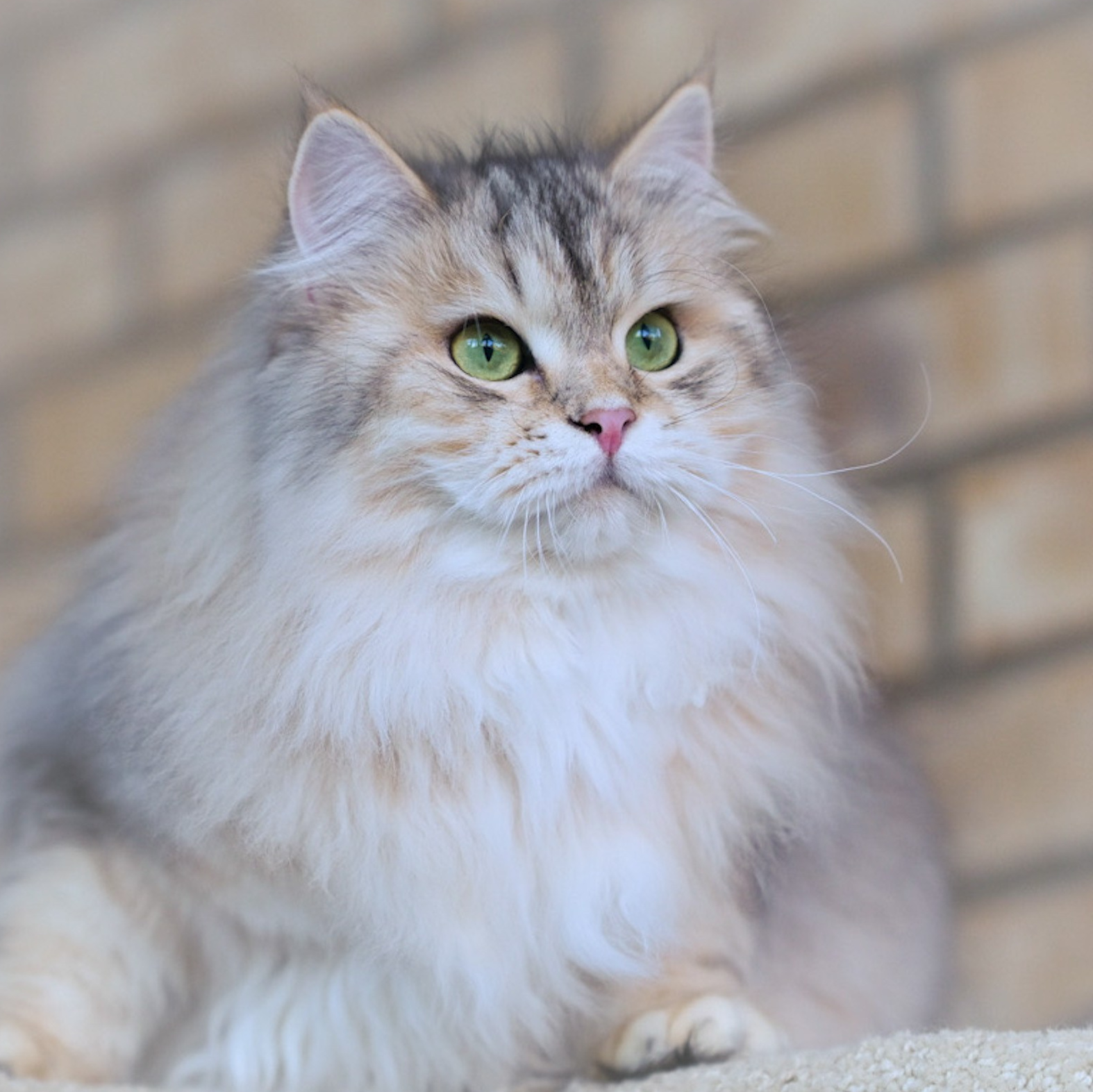 Our Queens | Purebred Siberian Female Cats in Dallas TX. Astera Siberians |Hypoallergenic Kittens