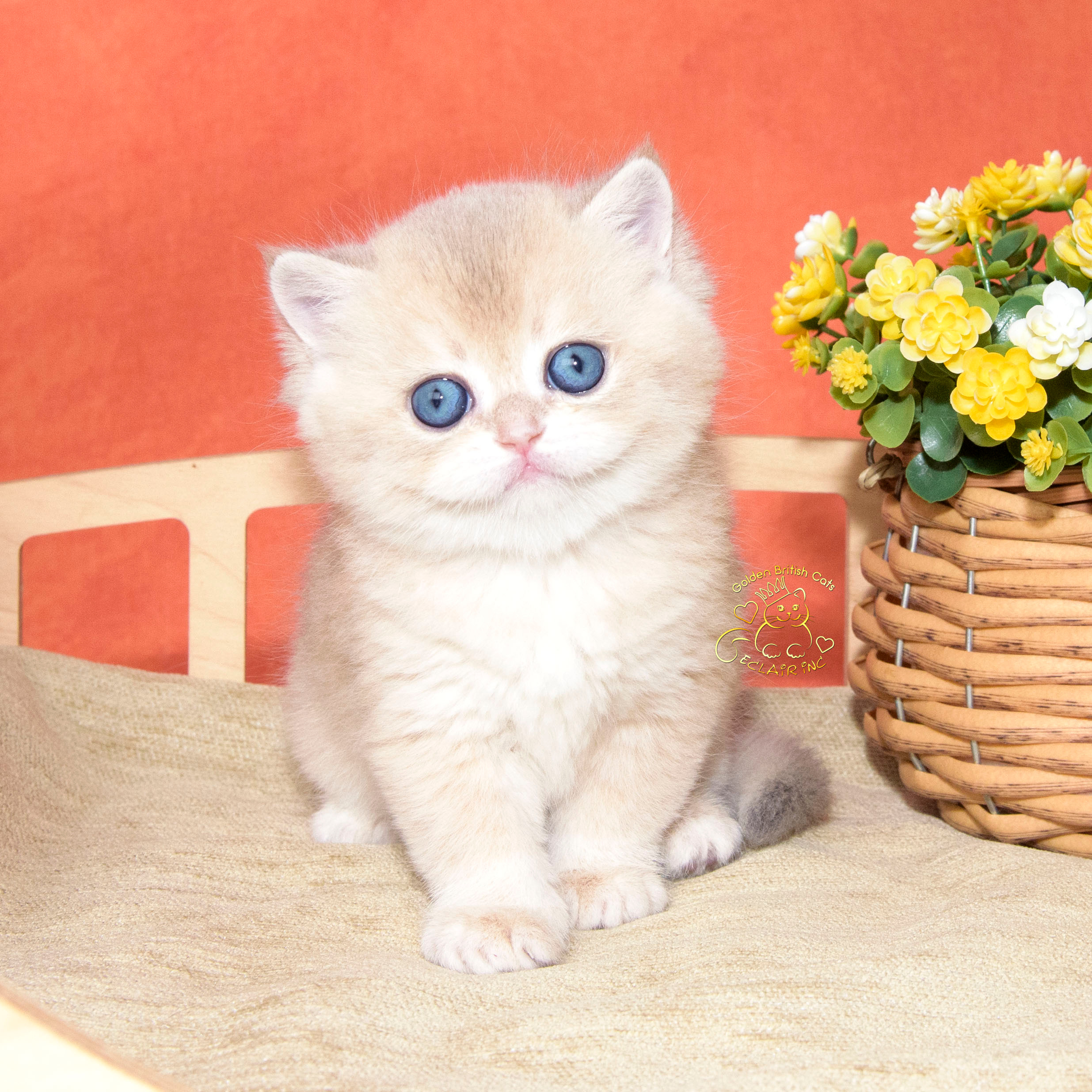 Εκτροφειο βρετανικης κοντότριχης γατας στην Ελλαδα, εκτροφείο βρετανικ. Εκτροφείο βρετανικής κοντότριχης γάτας στην Ελλάδα, χρυσή βρετανική γά