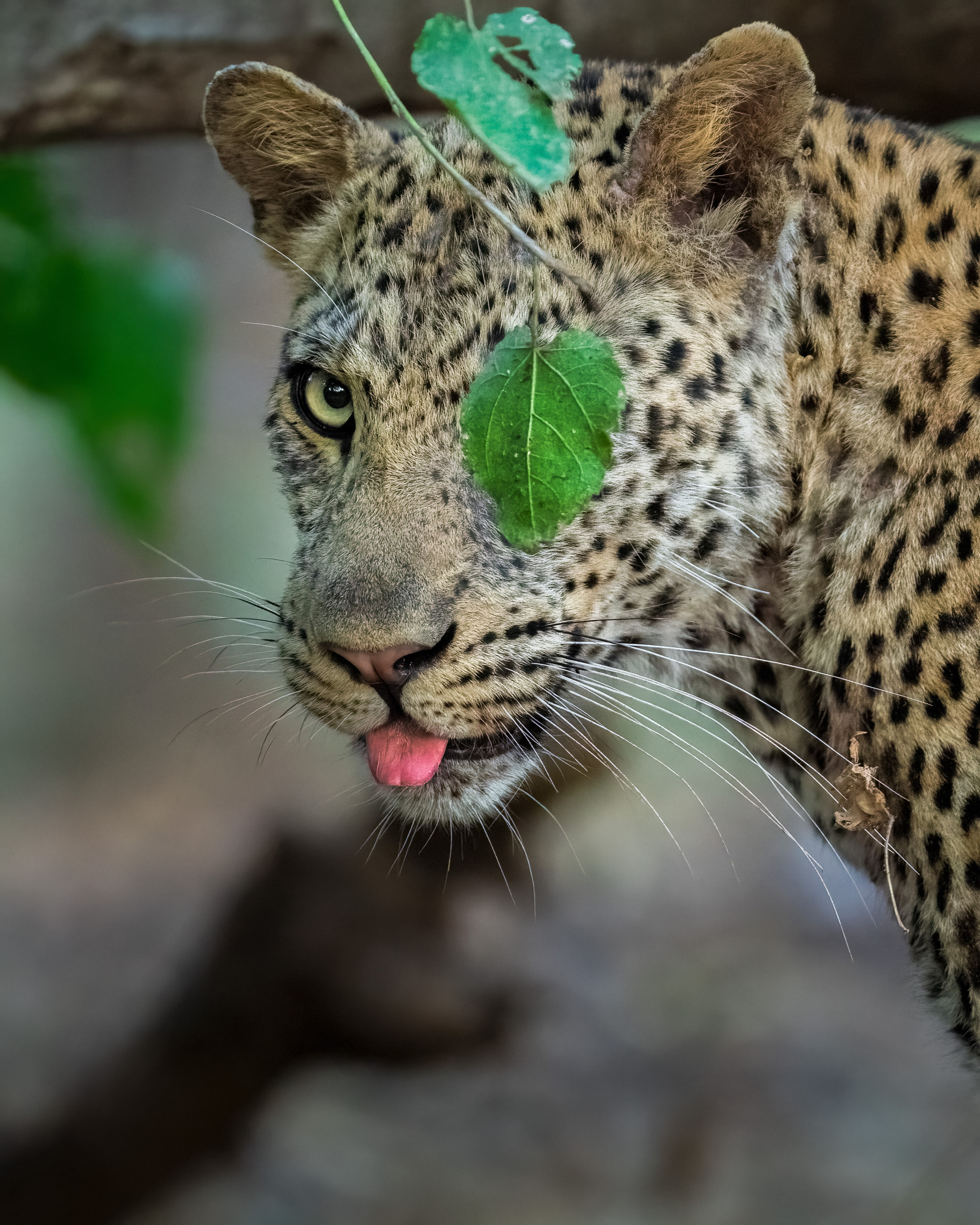 WILD VOICES. Fine art wildlife photographer Alexandra Surkova