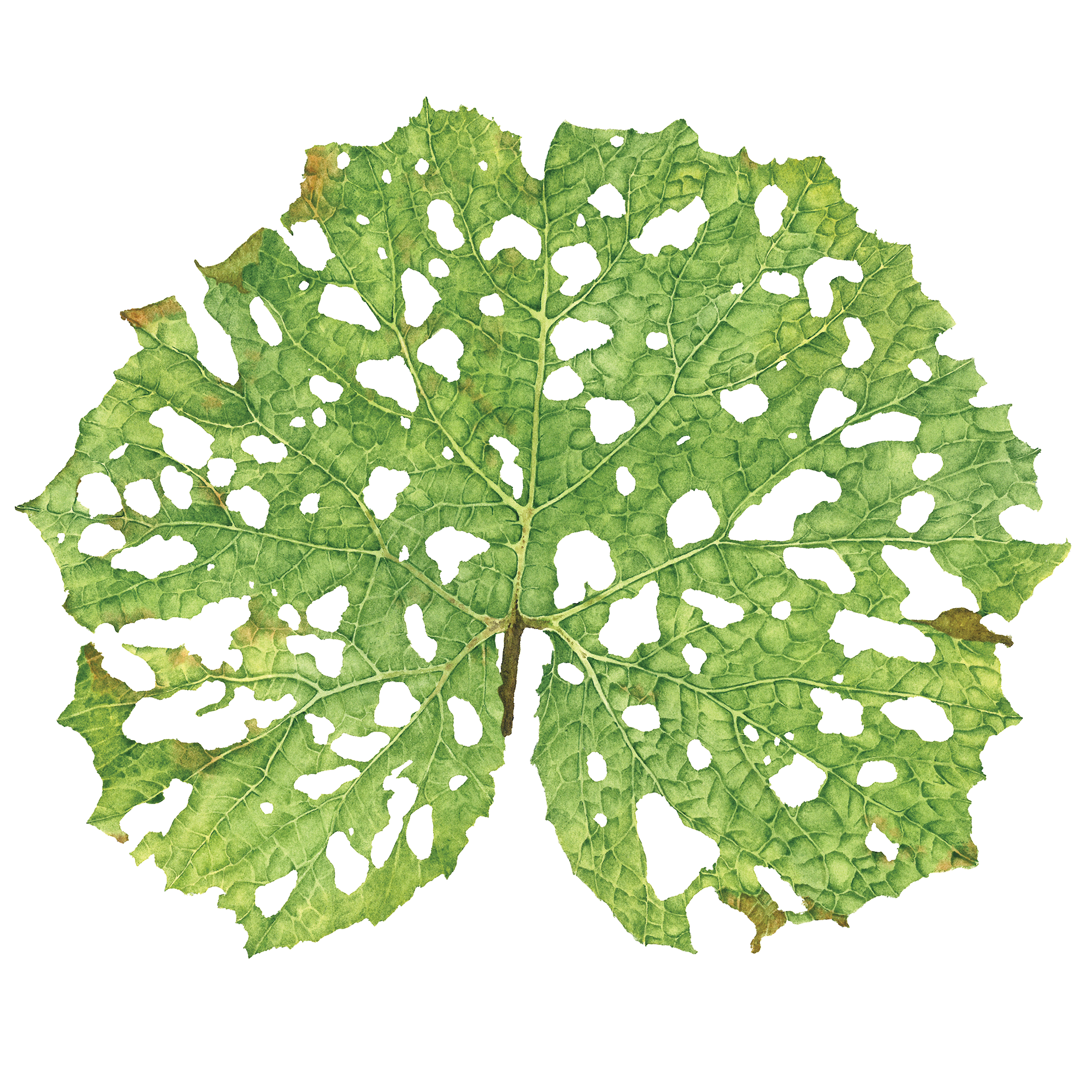 Watercolours. Evgeniia Bychina, painter