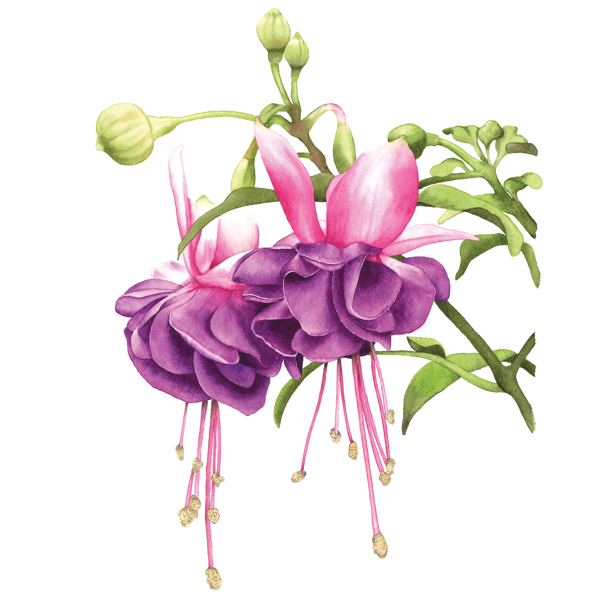 Watercolours. Evgeniia Bychina, painter