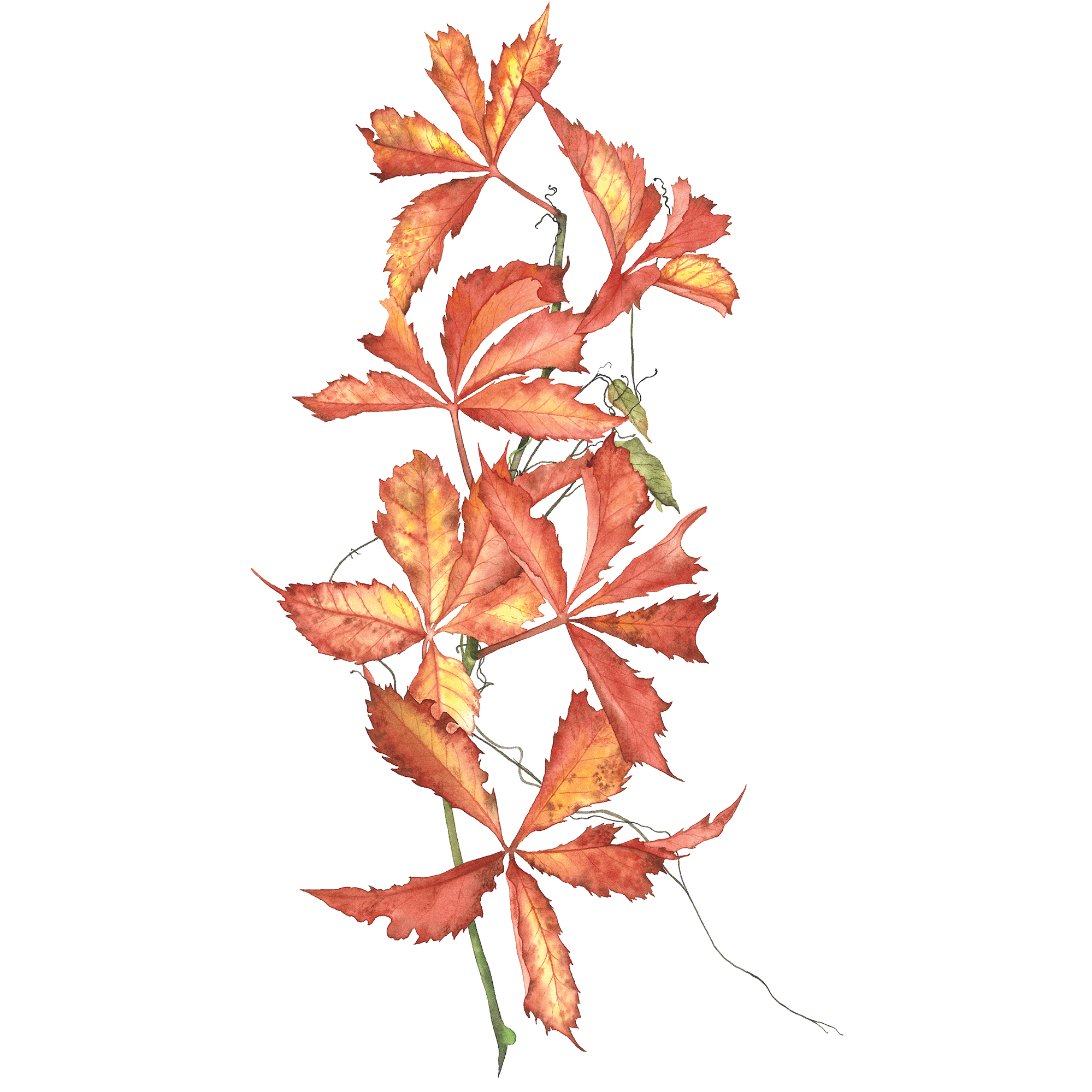 Watercolours. Evgeniia Bychina, painter