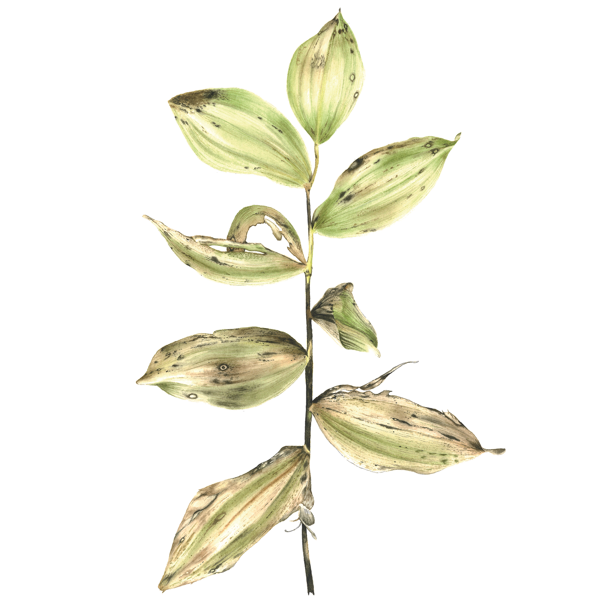 Watercolours. Evgeniia Bychina, painter