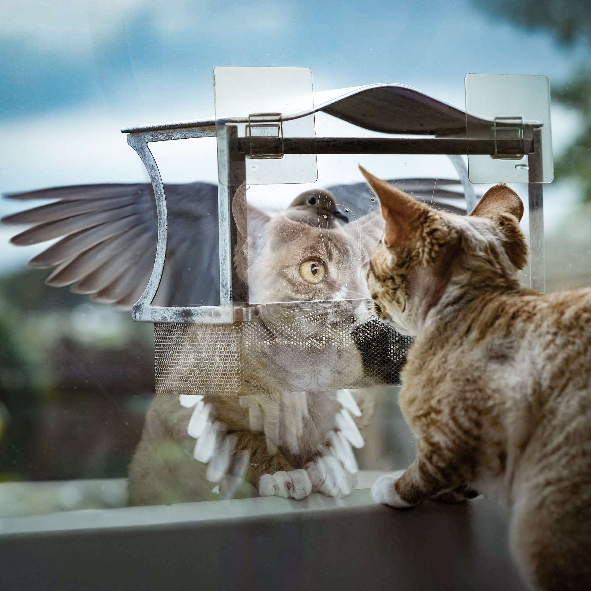 Adopting a kitten. Devon Rex Pixie Cattery