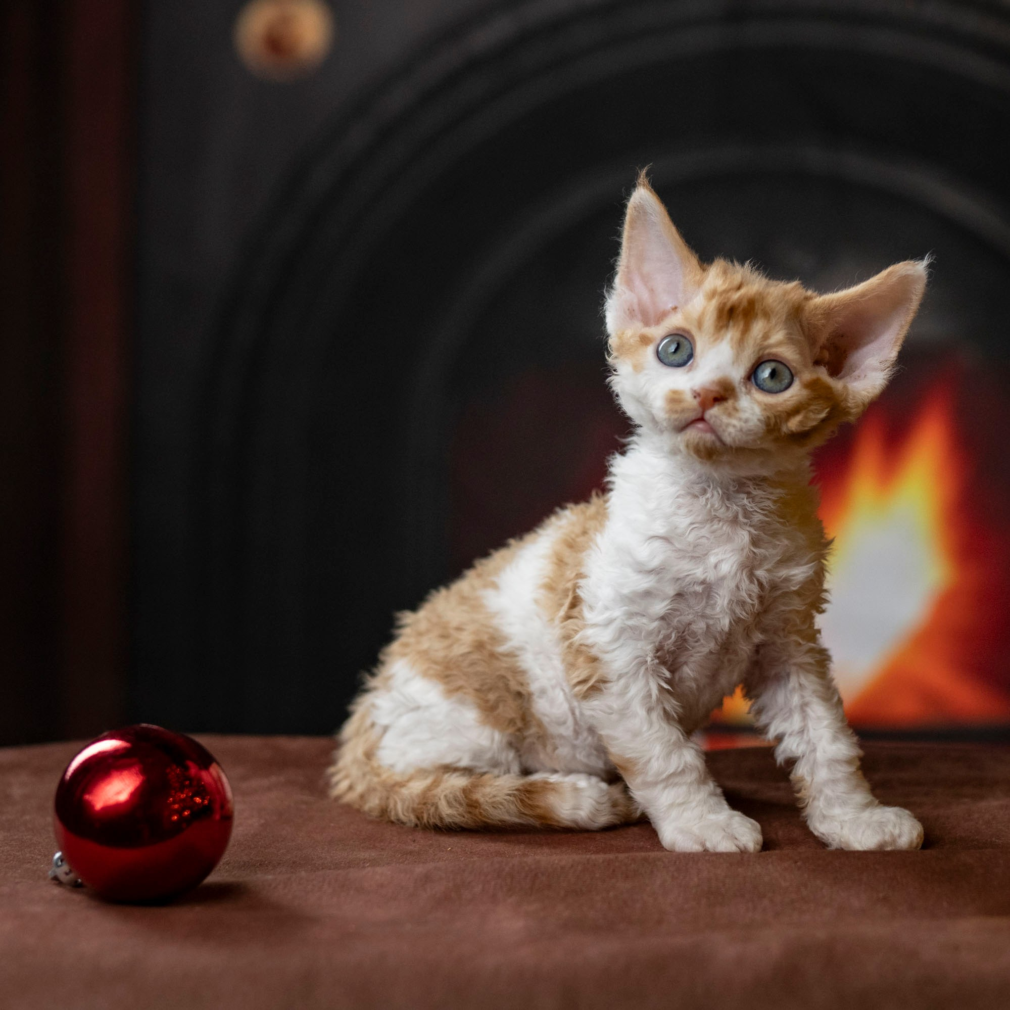 Chester, boy, born on 11.23.23, SOLD. Devon Rex Pixie Cattery