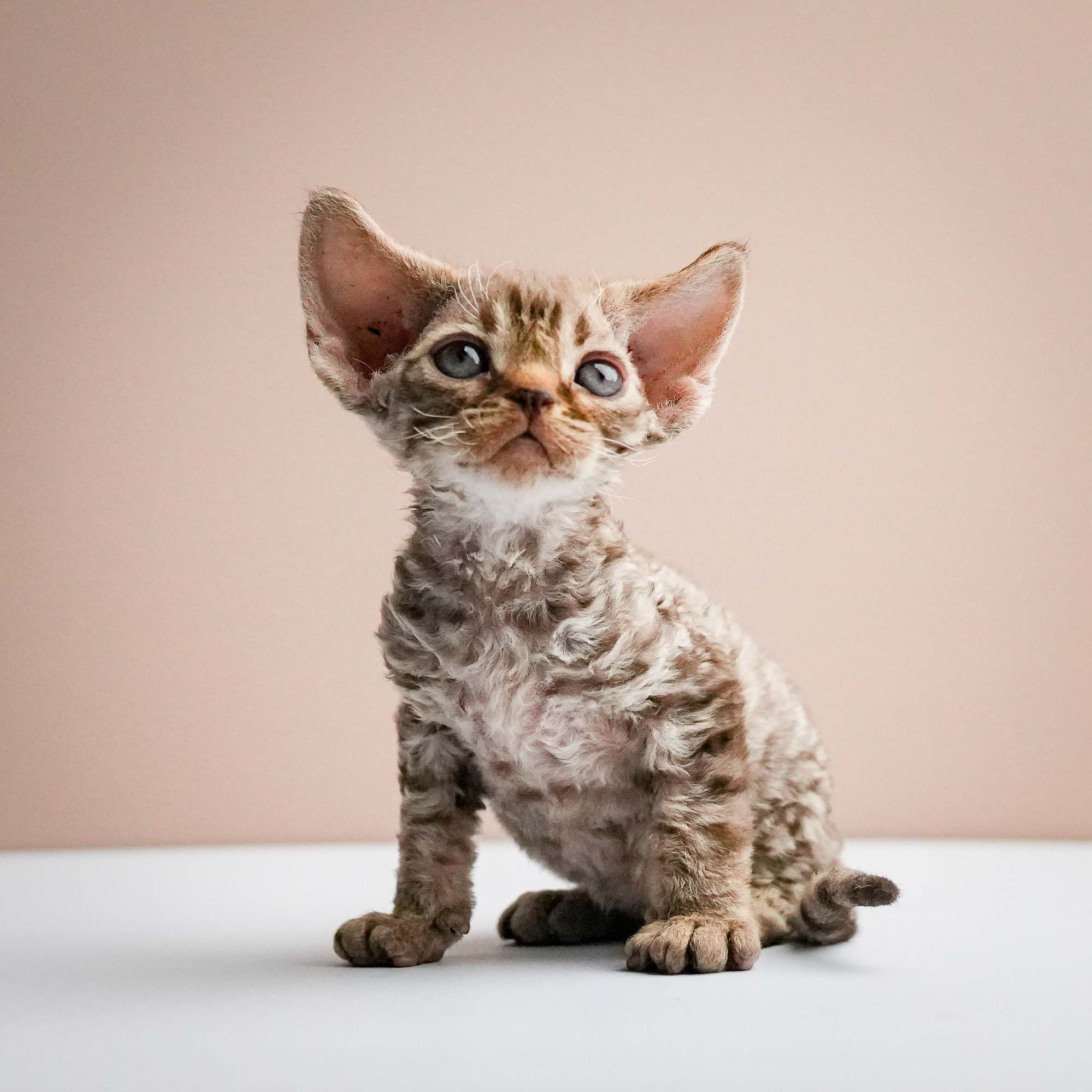 KITTENS. Devon Rex Pixie Cattery