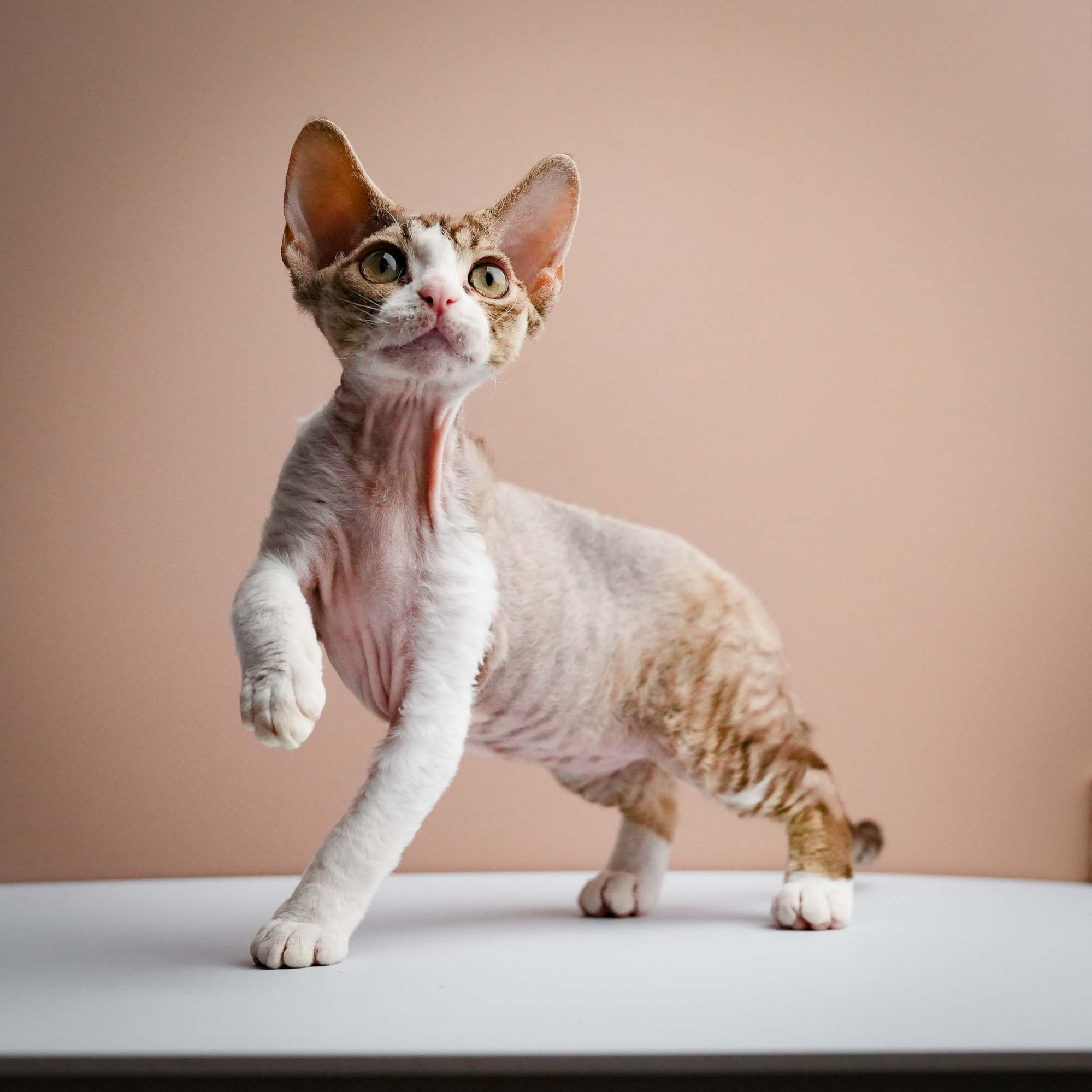 KITTENS. Devon Rex Pixie Cattery