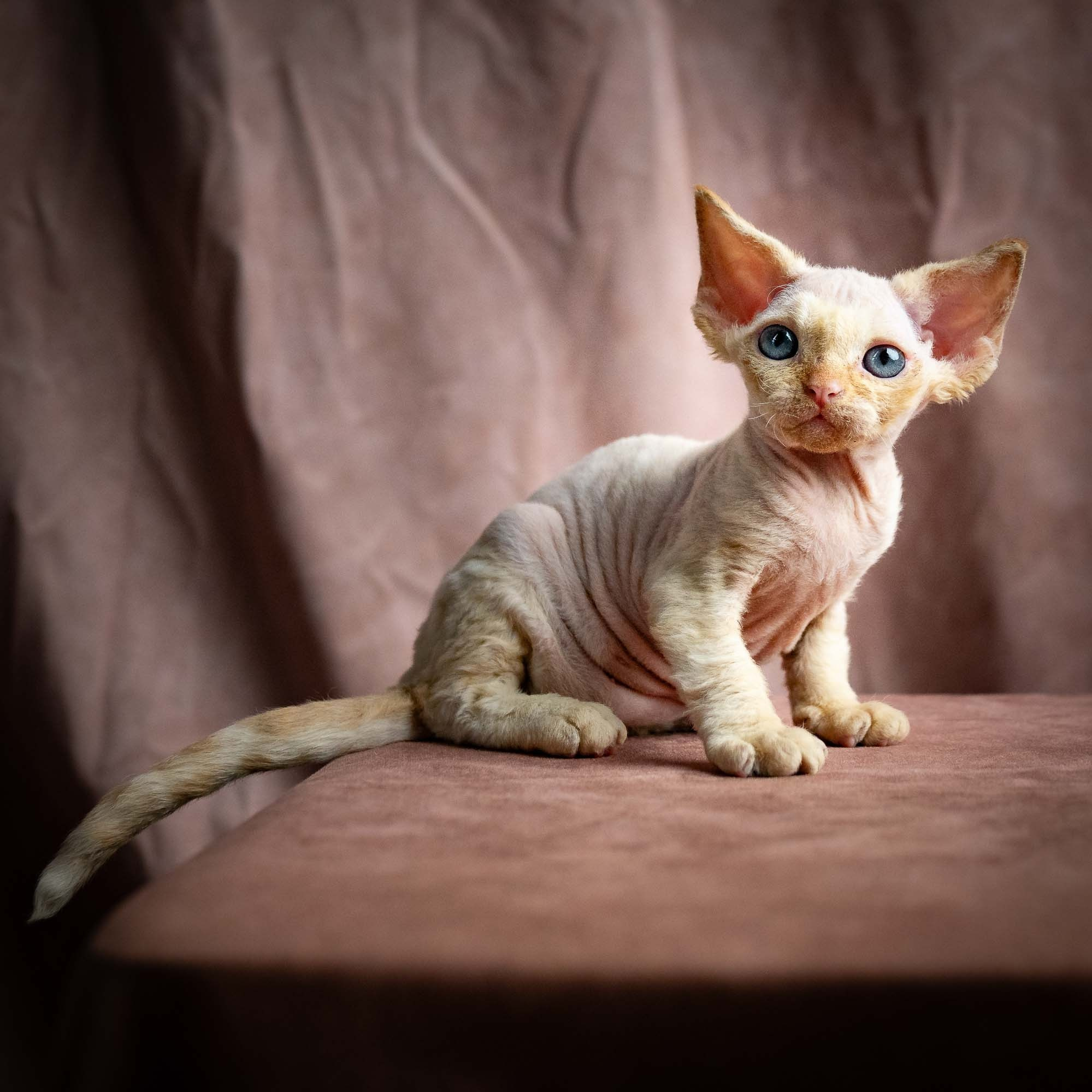 KITTENS. Devon Rex Pixie Cattery