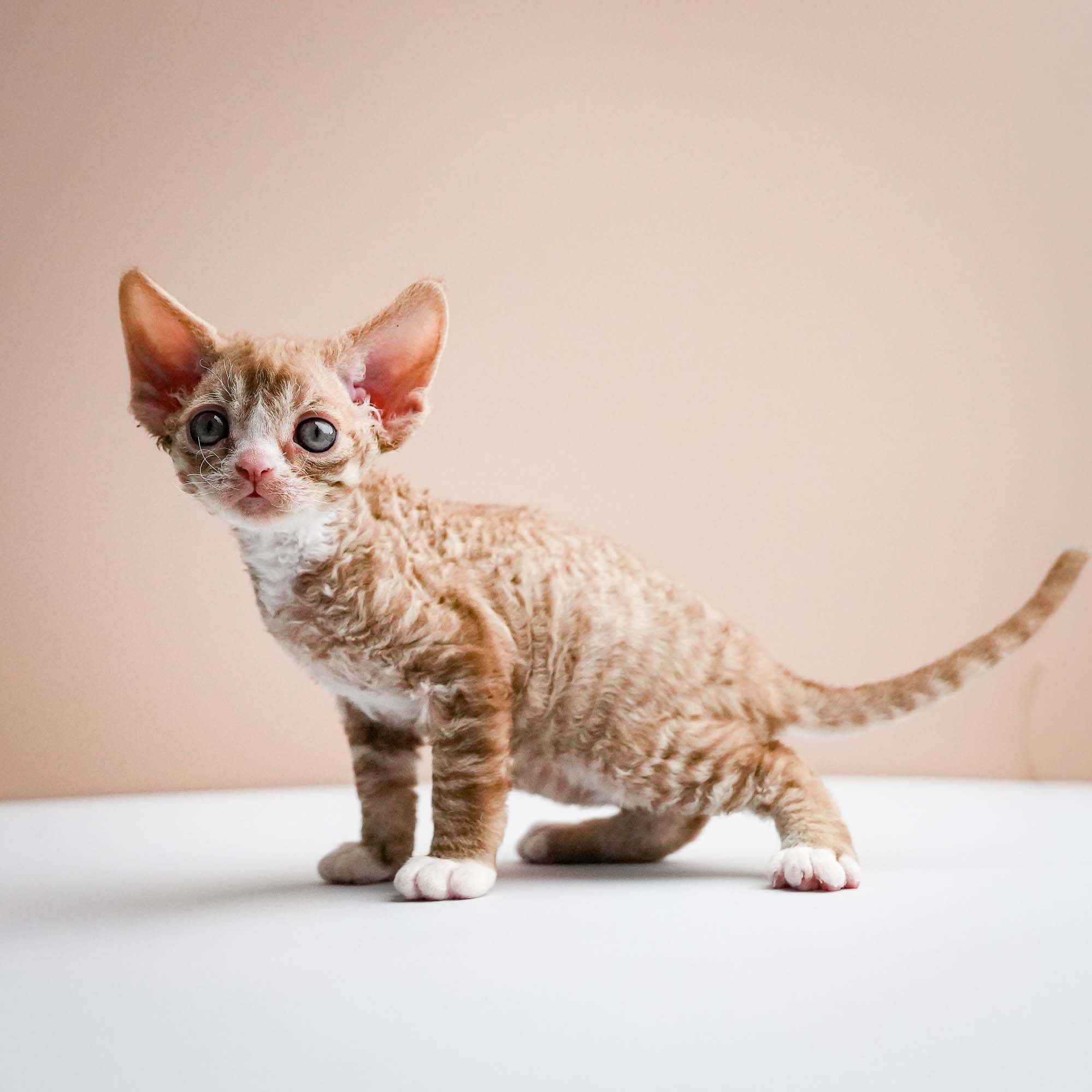 KITTENS. Devon Rex Pixie Cattery