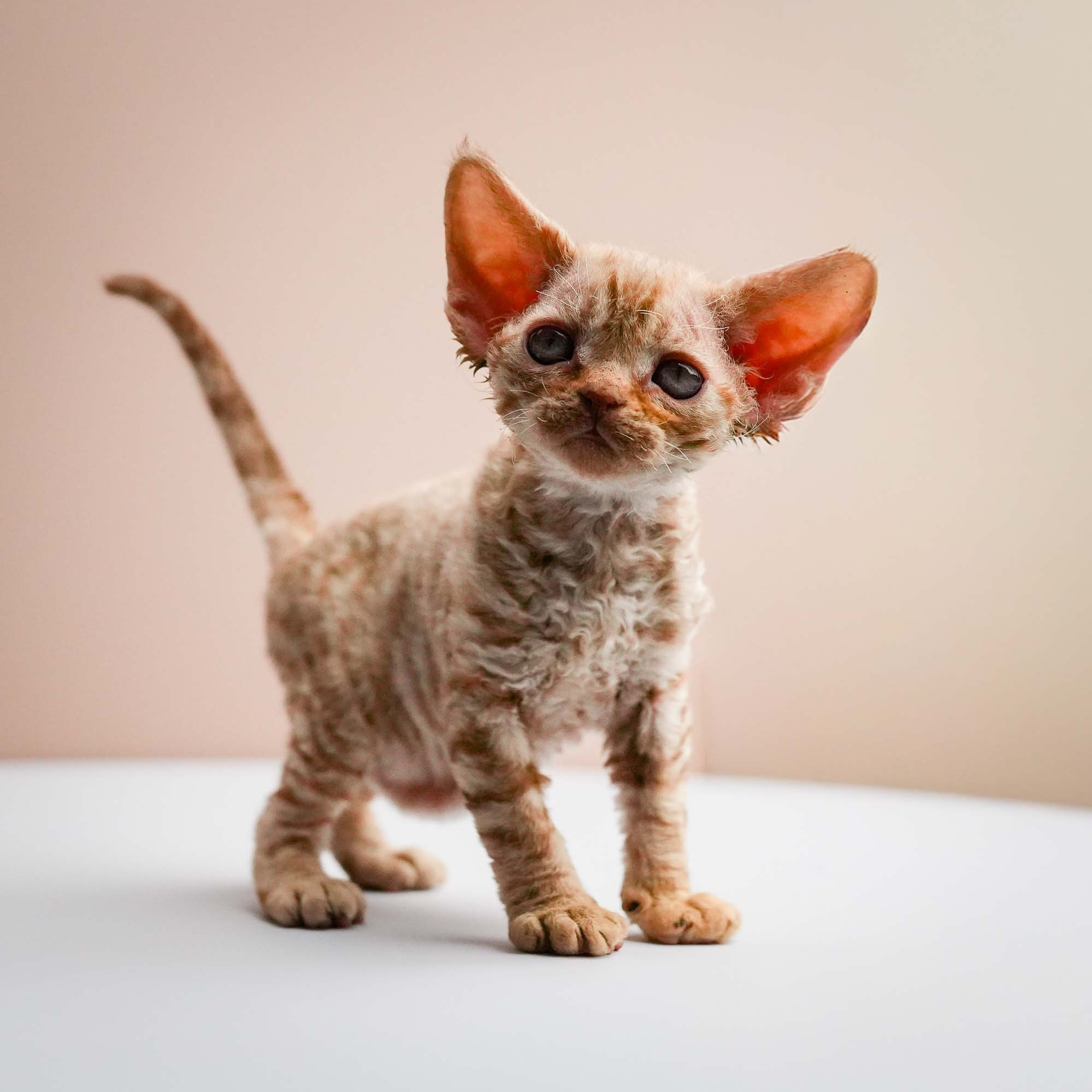 KITTENS. Devon Rex Pixie Cattery