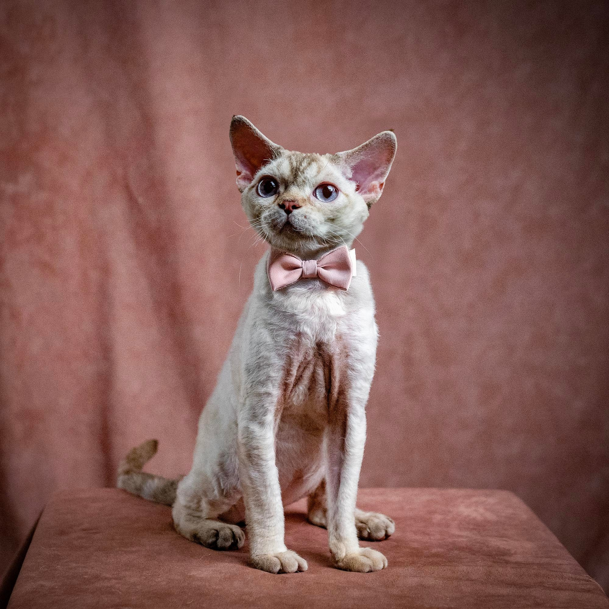 OUR KINGS and QUEENS. Devon Rex Pixie Cattery
