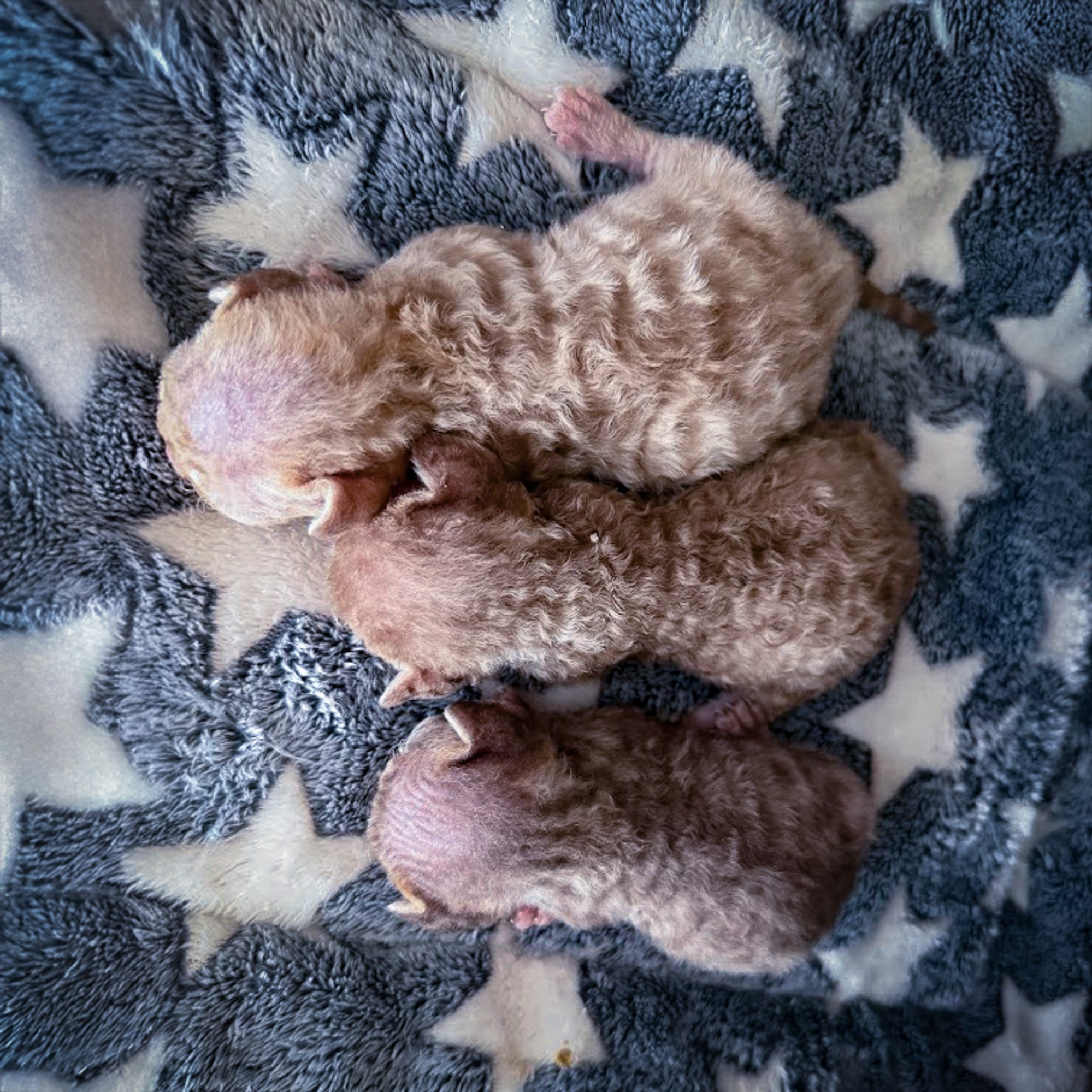 KITTENS. Devon Rex Pixie Cattery