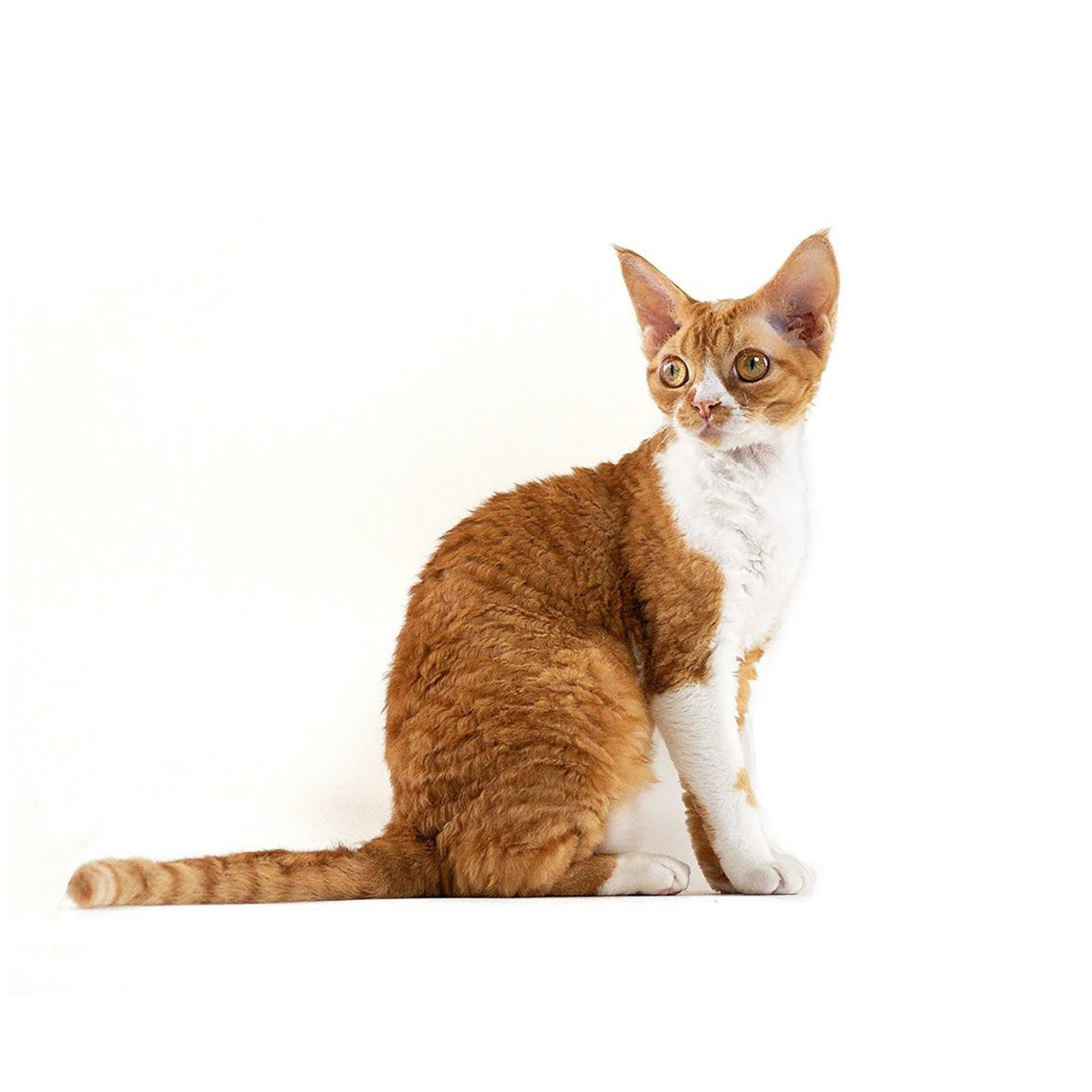 KITTENS. Devon Rex Pixie Cattery