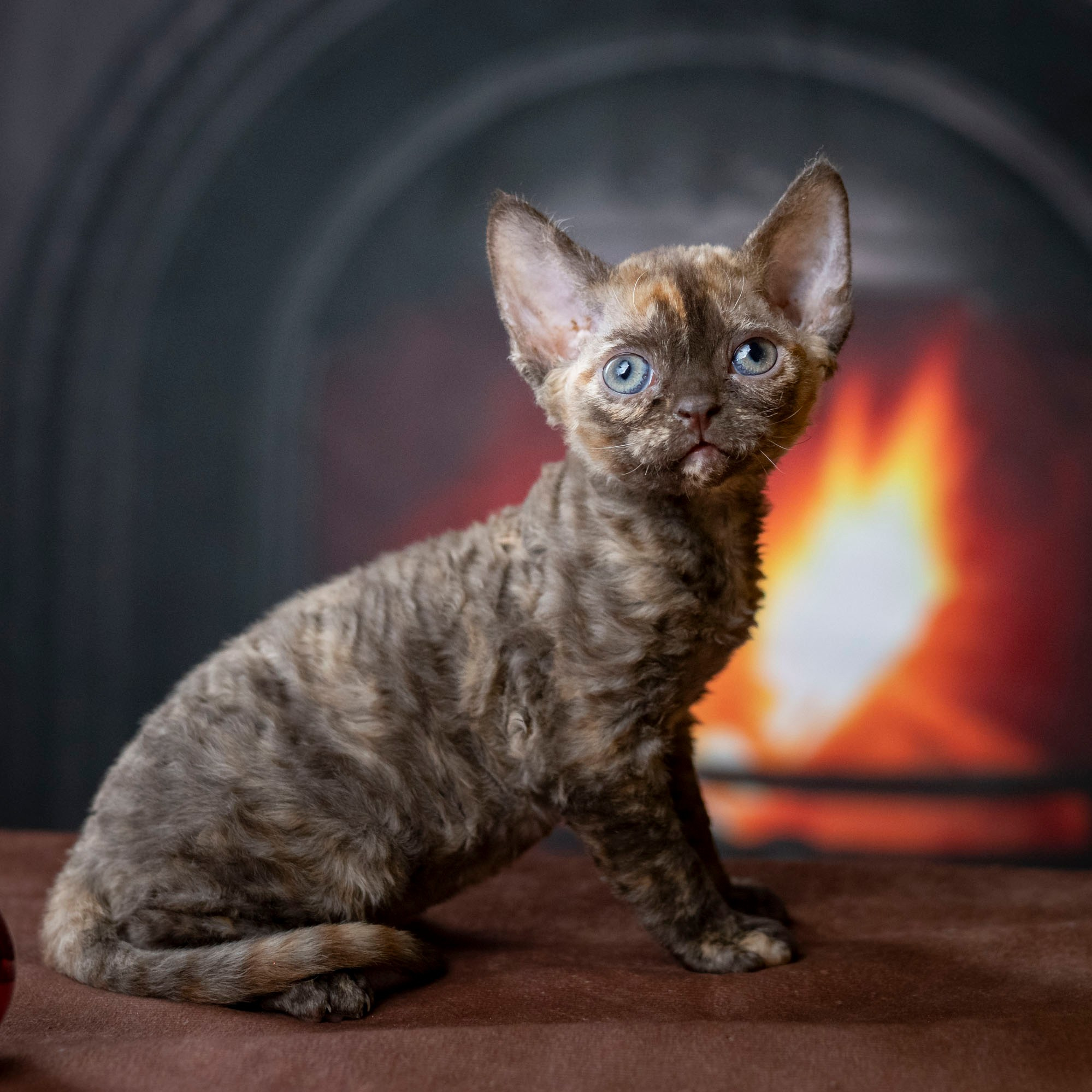Cleo, girl, born on 11.23.23, SOLD. Devon Rex Pixie Cattery