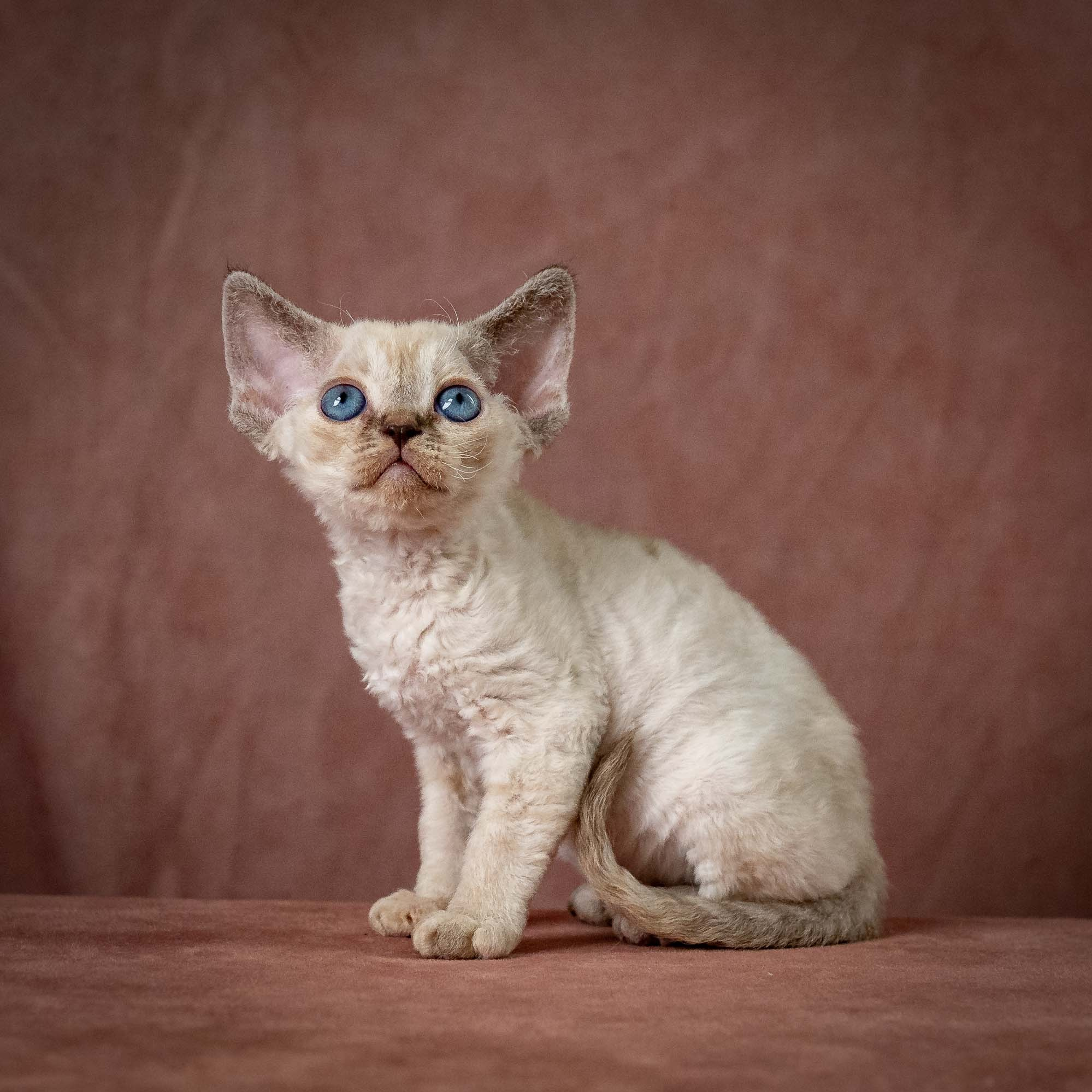 KITTENS. Devon Rex Pixie Cattery