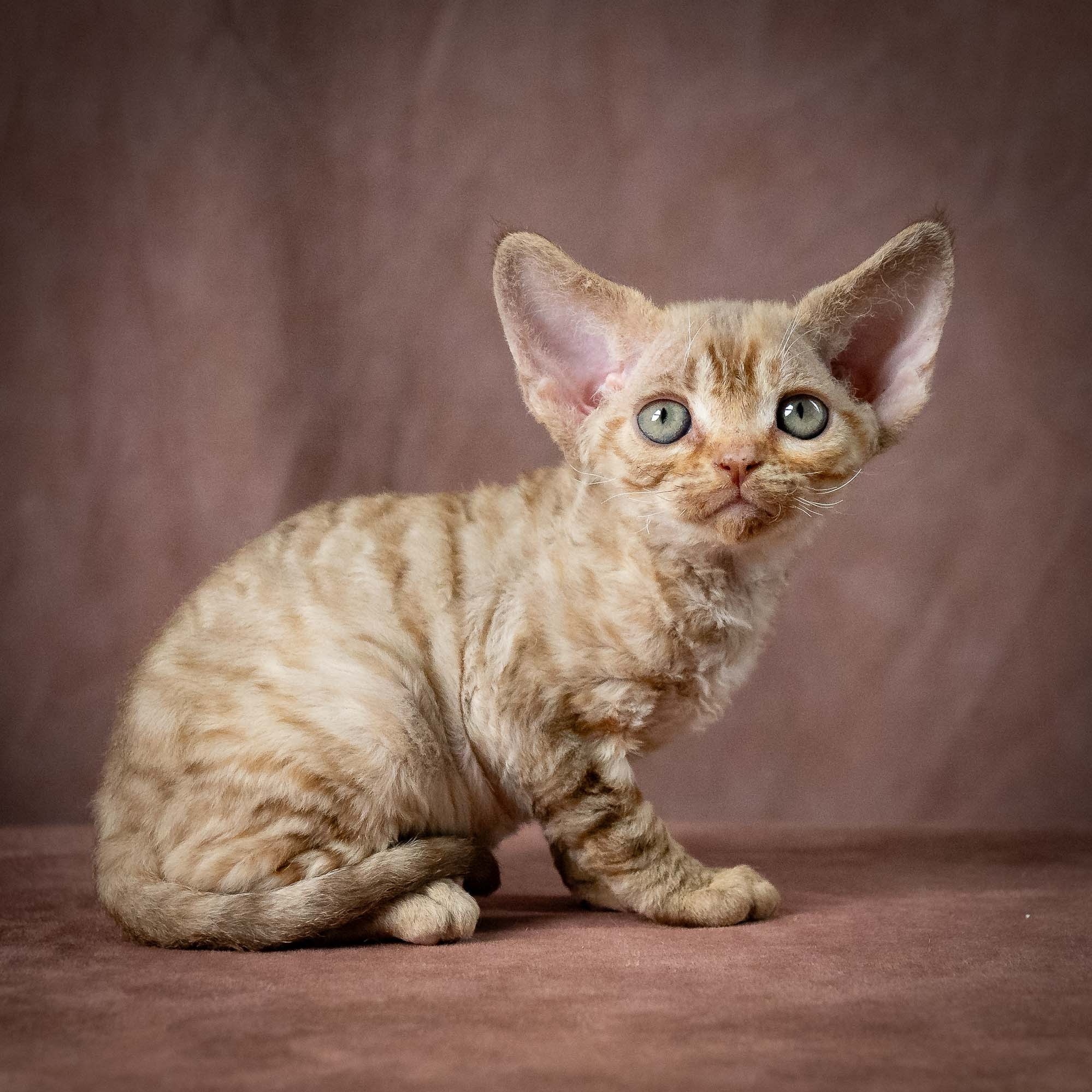 KITTENS. Devon Rex Pixie Cattery