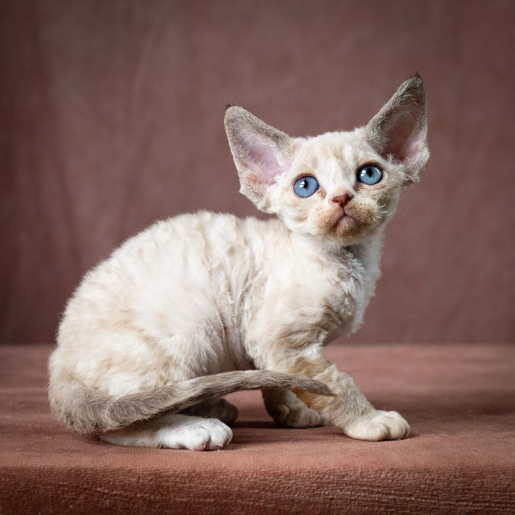 KITTENS. Devon Rex Pixie Cattery