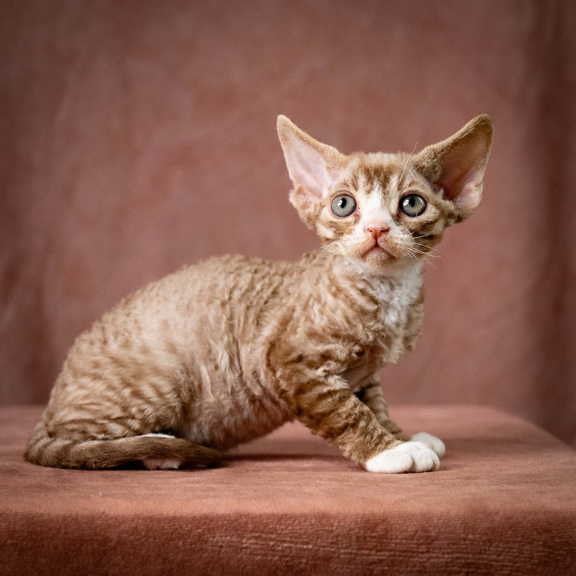KITTENS. Devon Rex Pixie Cattery