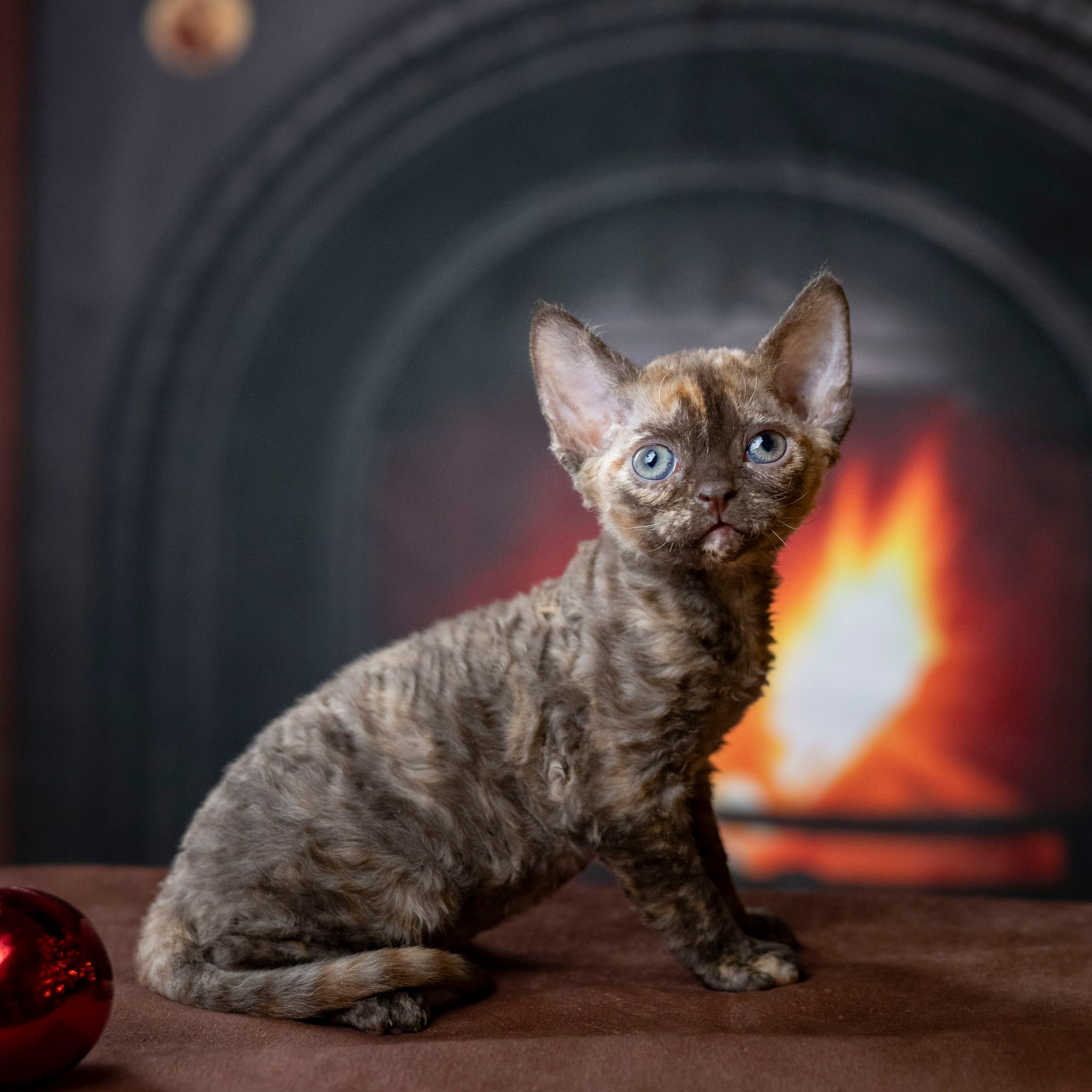 KITTENS. Devon Rex Pixie Cattery