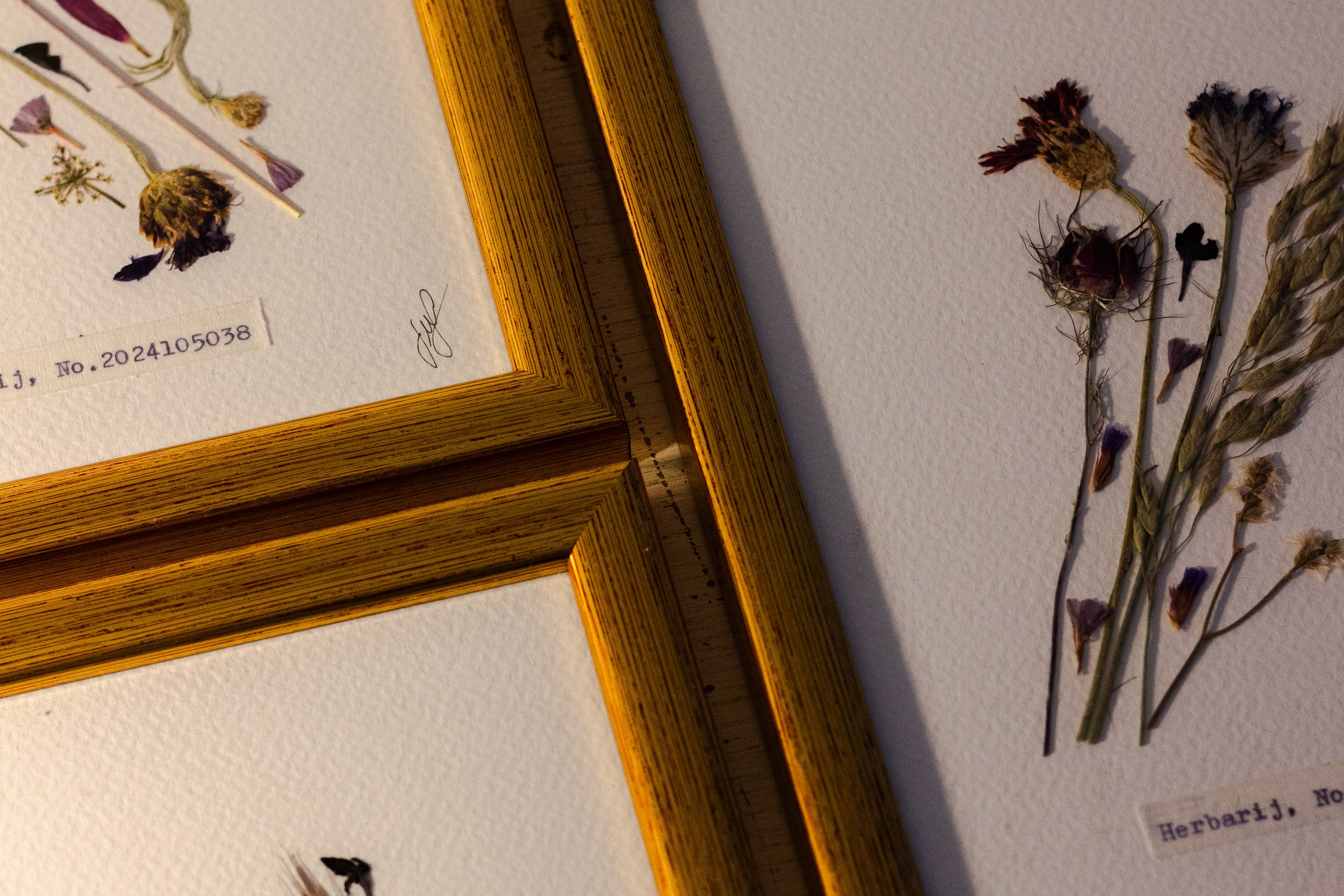 Poveznica vlastitog rada i podneblja. Herbarij studio