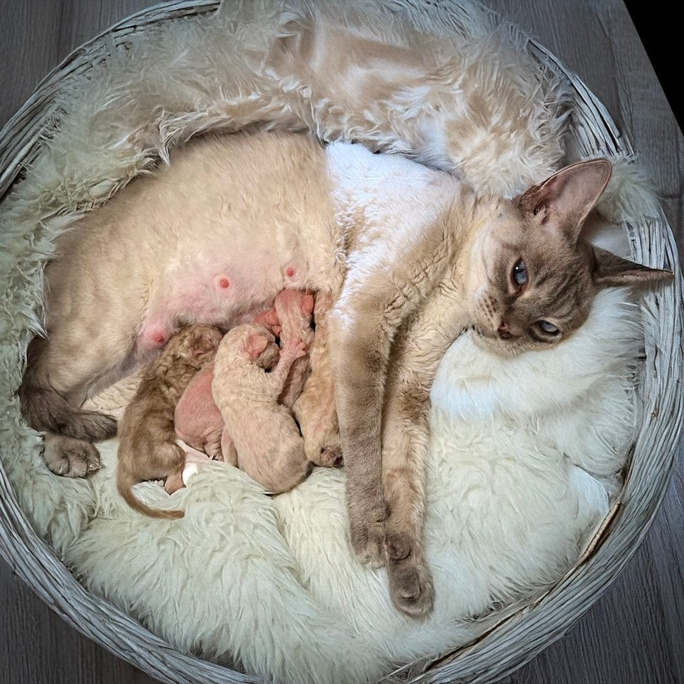KITTENS. Devon Rex Pixie Cattery