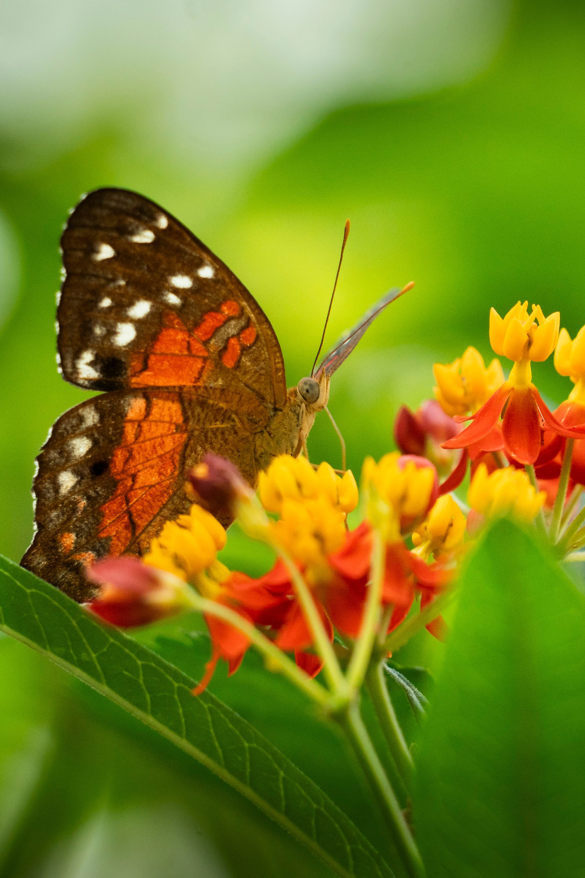 יוסף מזרחי צילום חתונה, ברית וזוגיות. צלם מקצועי שאוהב להוציא אתכם הכי יפים ברגעים הכי מרגשים