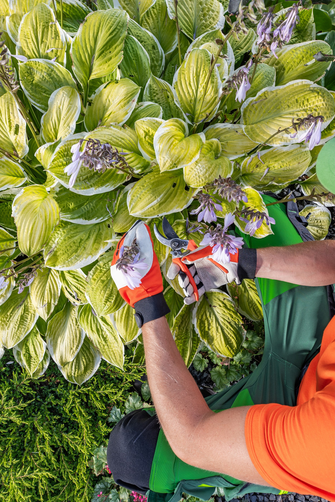 Συντήρηση Πολυκατοικιών | Καθαρισμός & Κοινόχρηστοι Χώροι. Geoponitikon-Όταν η Επιστήμη συναντά την Τέχνη στο Φυσικό Τοπίο!