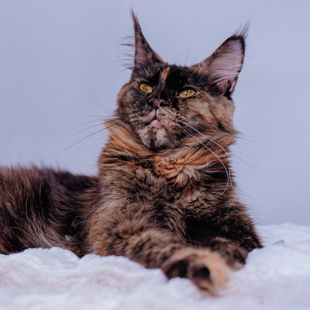 Senator Helga. Senator Cat — Maine Coon cattery