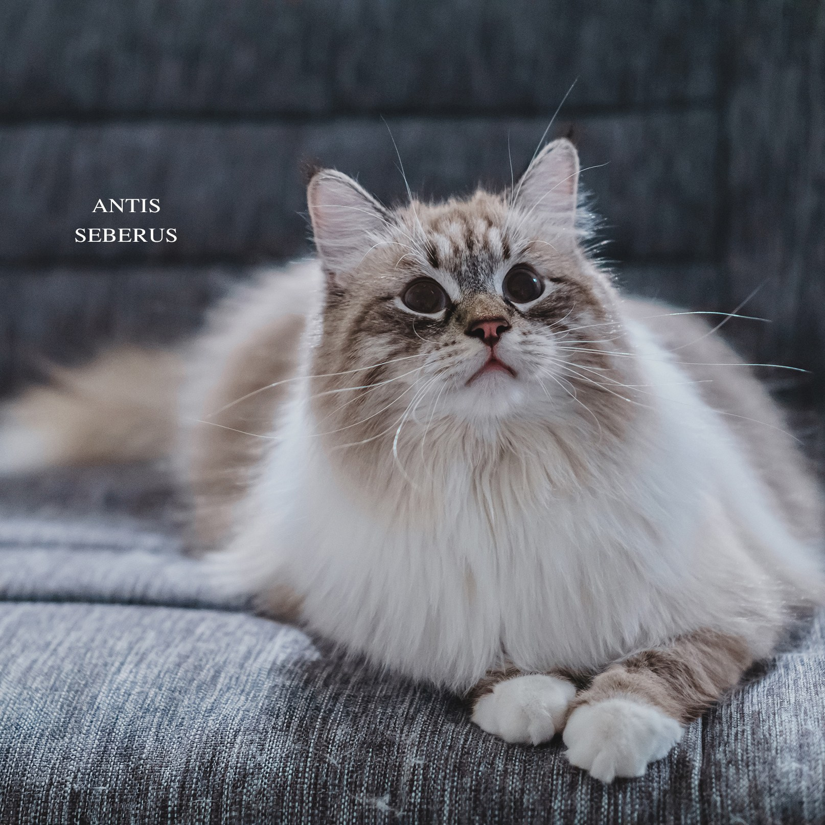 SIBERIALIS: Katzenzucht von Sibirischen und Neva Masquarade Katzen
