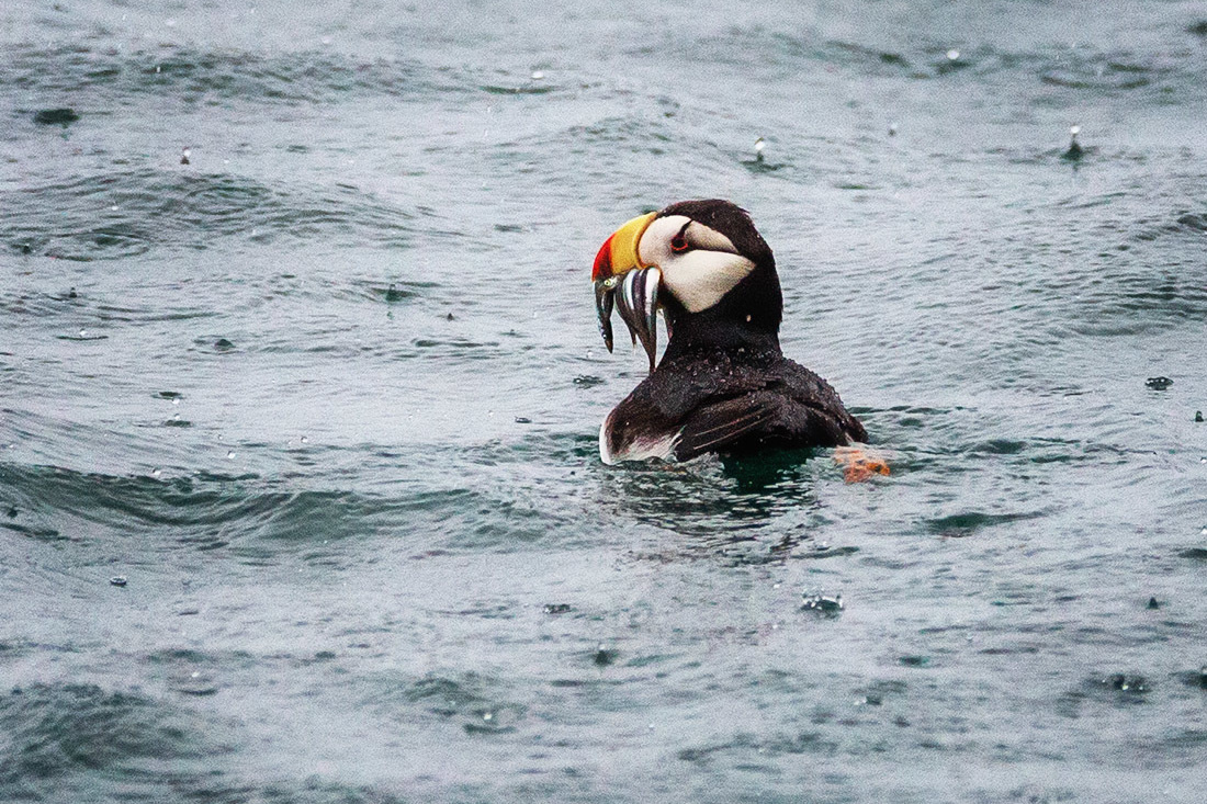 Magnificent Ice. Alaska-2020. Pet, Senior, Landscape, portrait studio, photographer in Miami and Sou