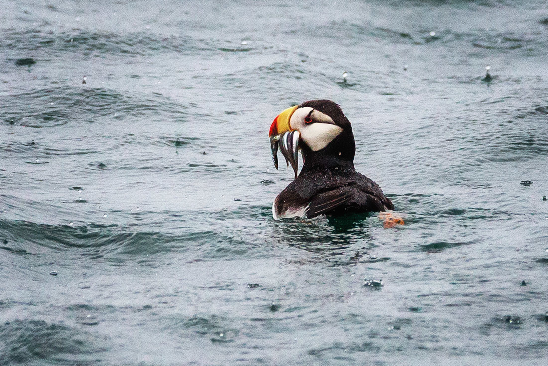 Alaska-2019. Alex Mironyuk Photography