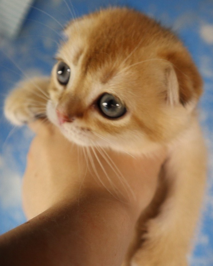 Scottish Fold kitten from DreamCatFold cattery in Greece