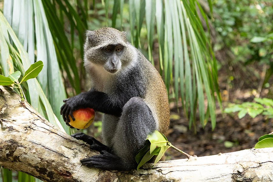 Занзибар. Elina Reisen. Туристическое агентство в Аугсбурге