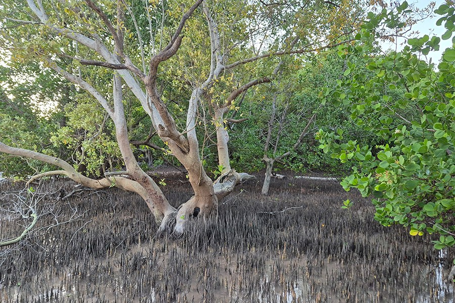 Занзибар. Elina Reisen. Туристическое агентство в Аугсбурге
