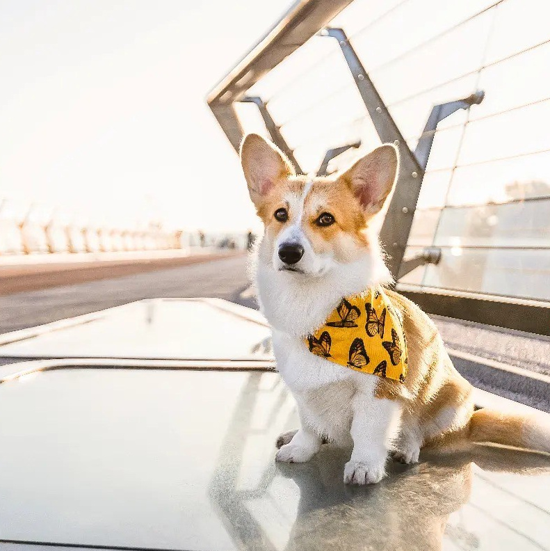 Анімалістика. Репортажний фотограф/анімаліст КИЇВ