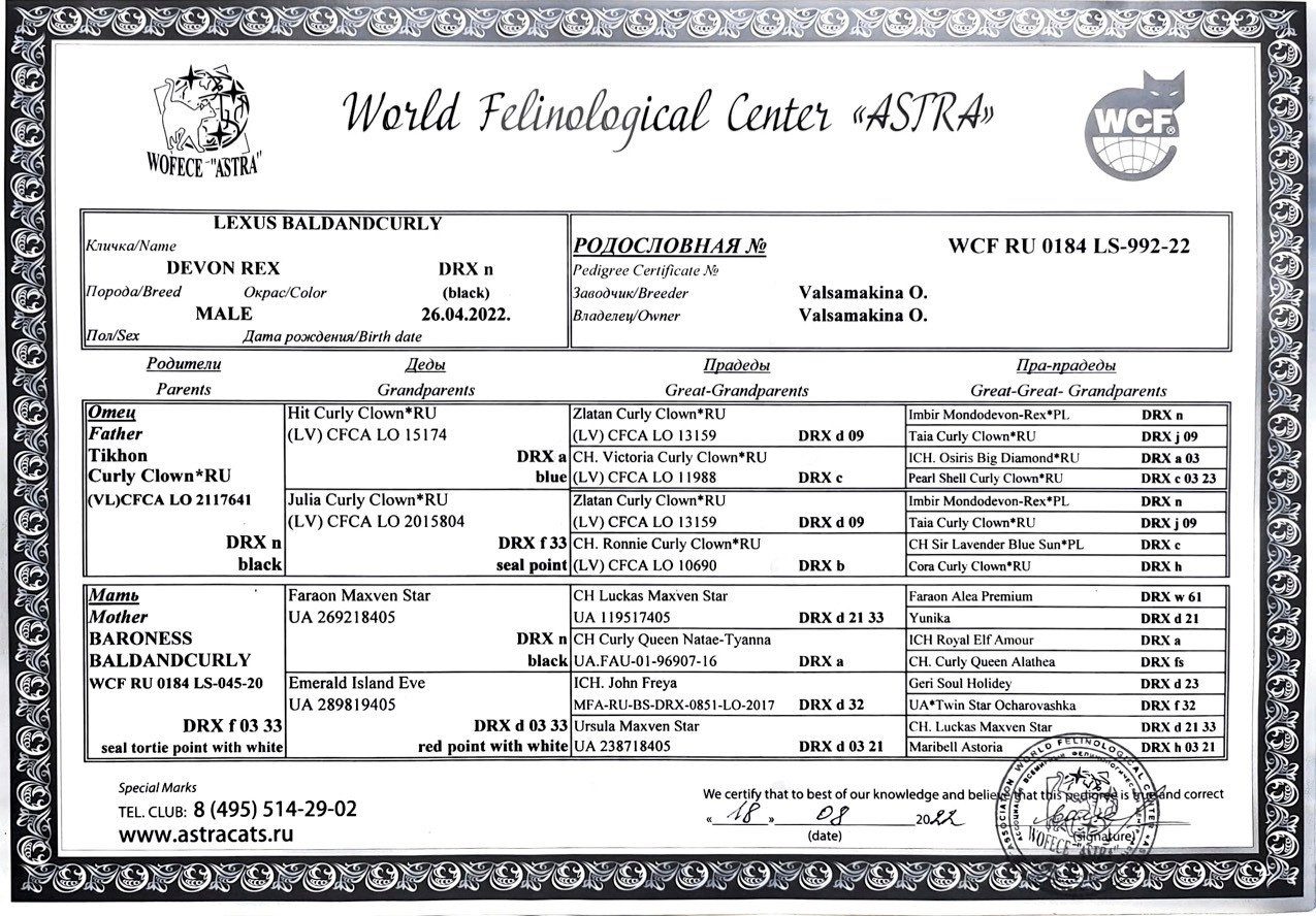Pedigree Lexus. Devon Rex Pixie Cattery