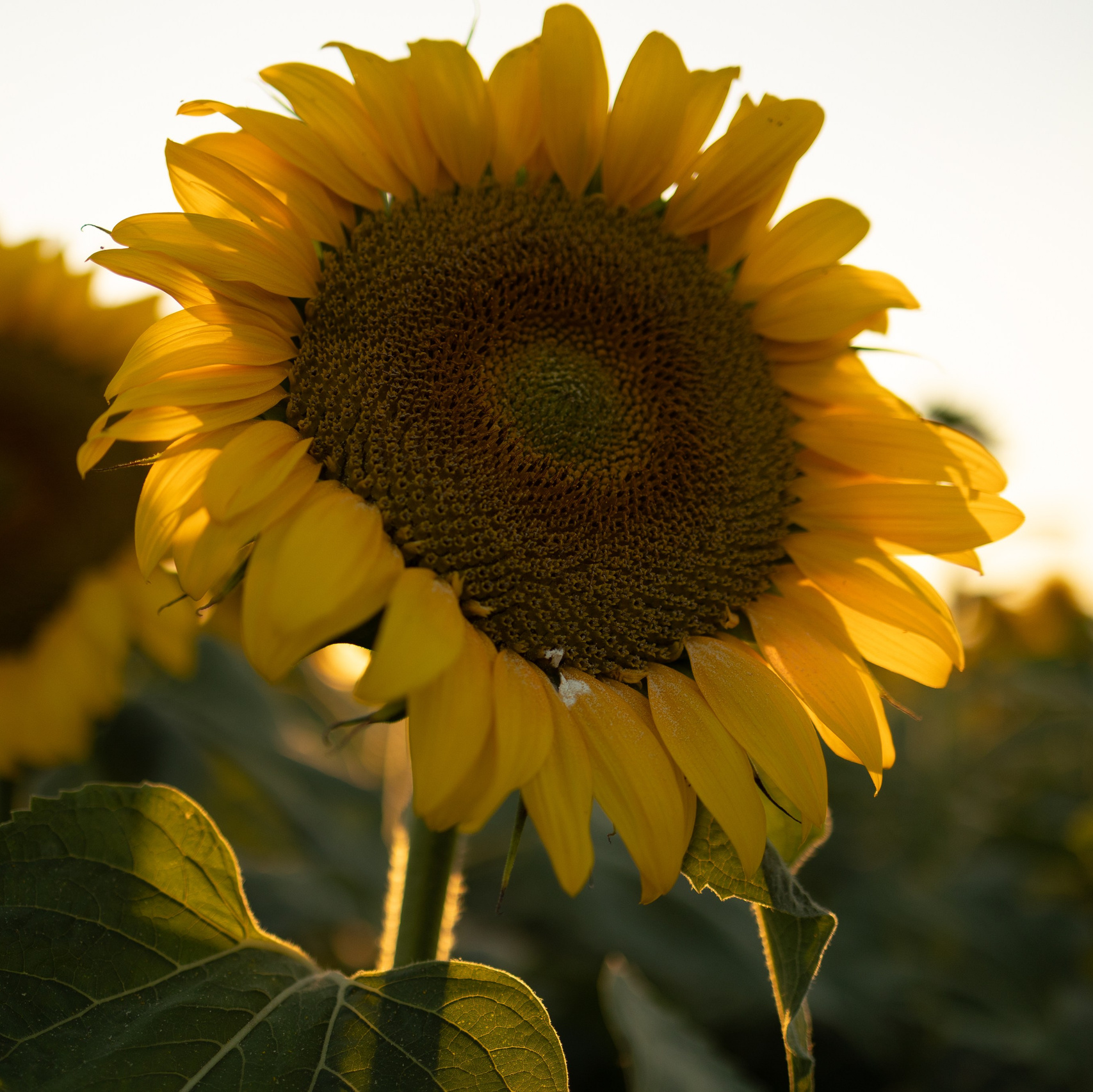 WORLD PHOTO. International Photographer