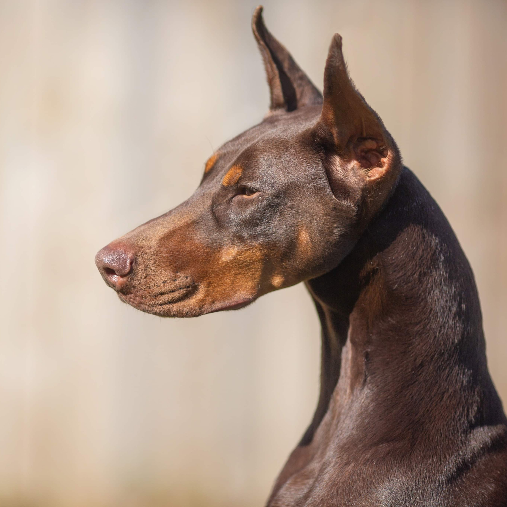DOBERMANS, AKC DOBERMANS, DOBERMAN PUPPIES, DOBERMAN BREEDER IN FLORIDA