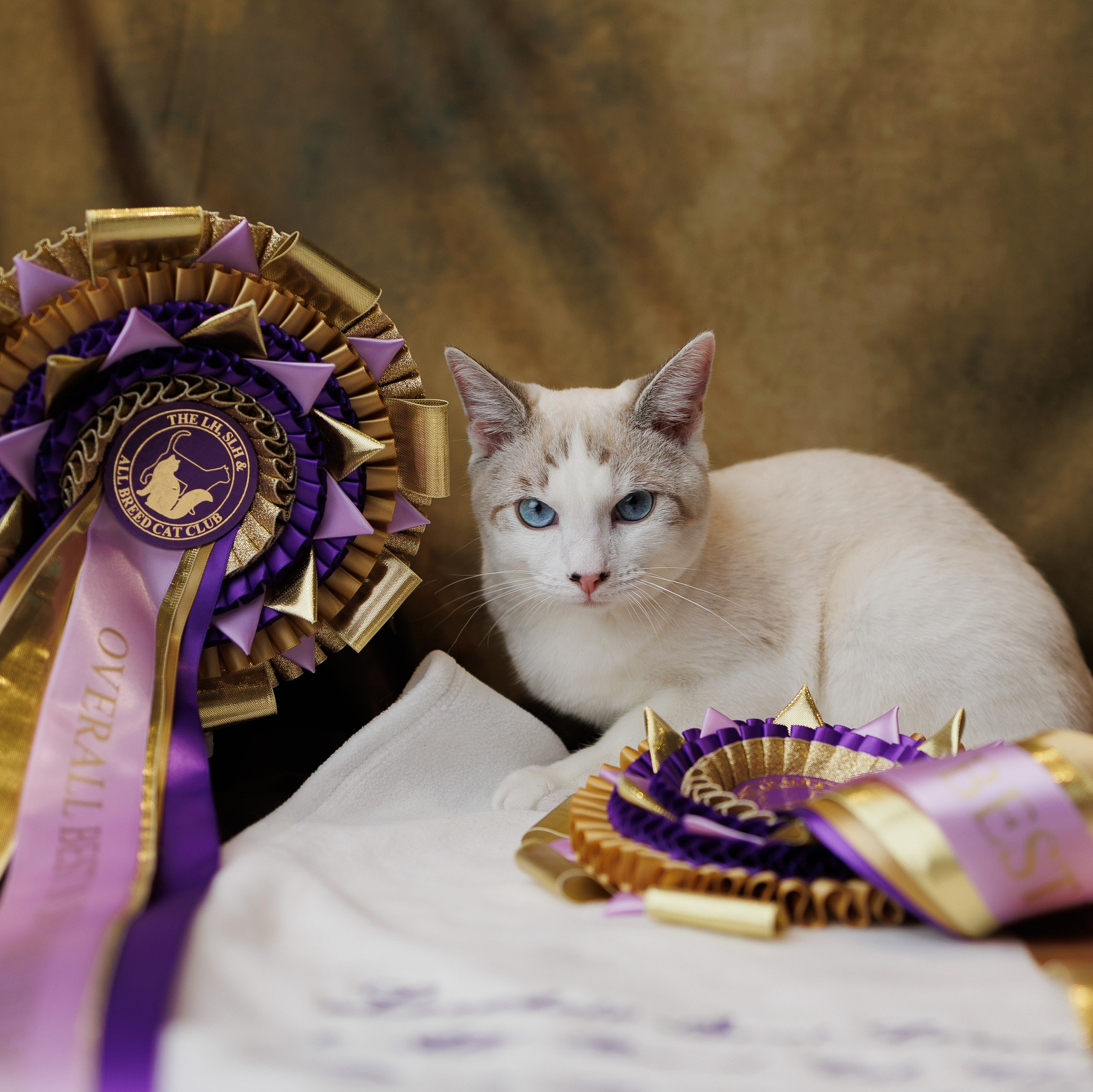 Pet photography. Photography & videography for brands. Individual shooting. Midlands, England