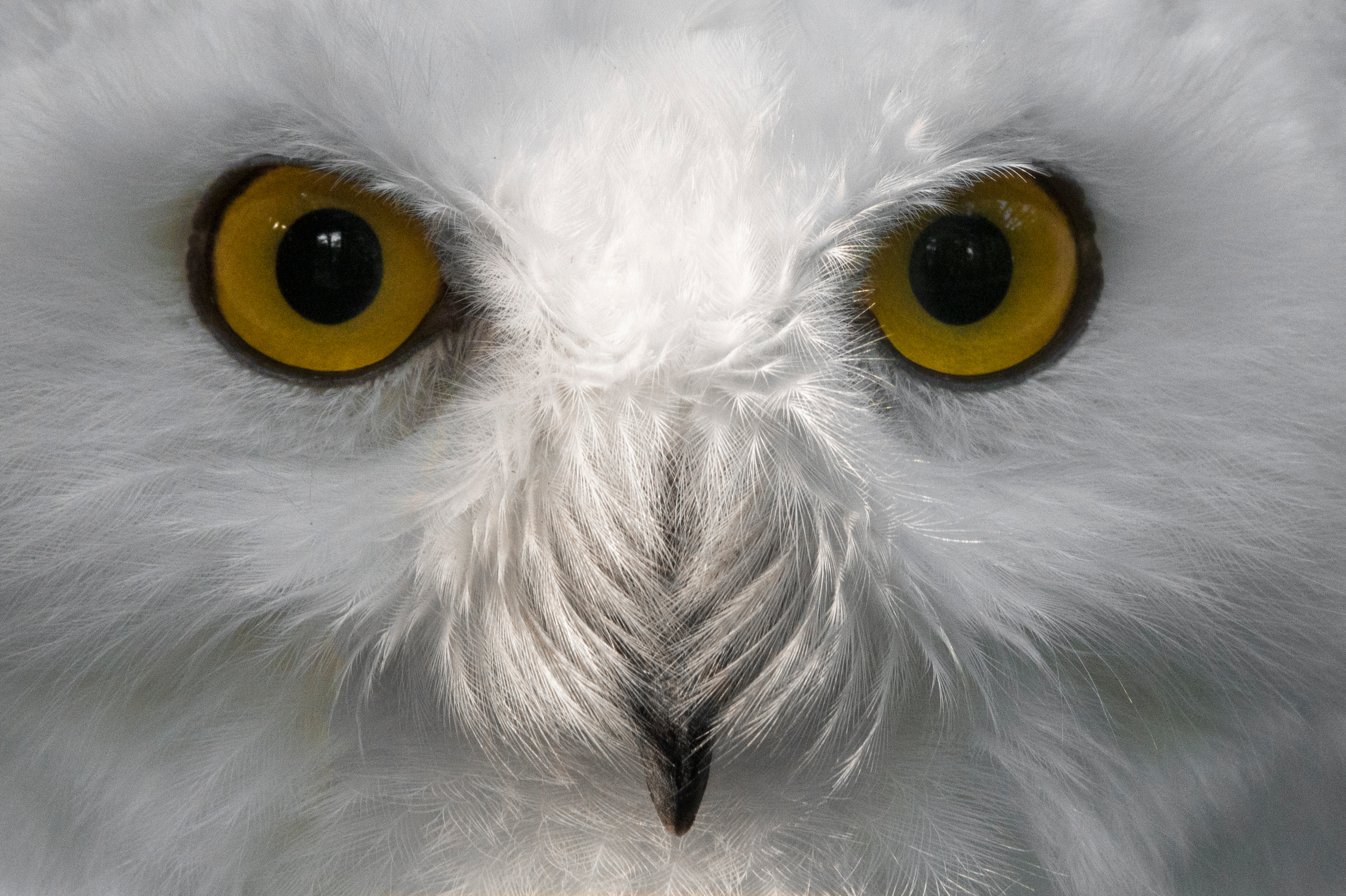Snowy owl, Andrejs Jesko